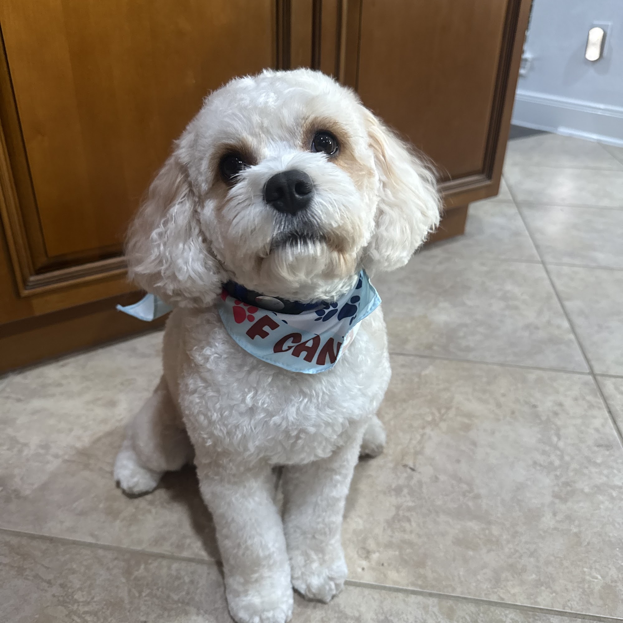 Woof Gang Bakery & Grooming Kingwood Kingwood