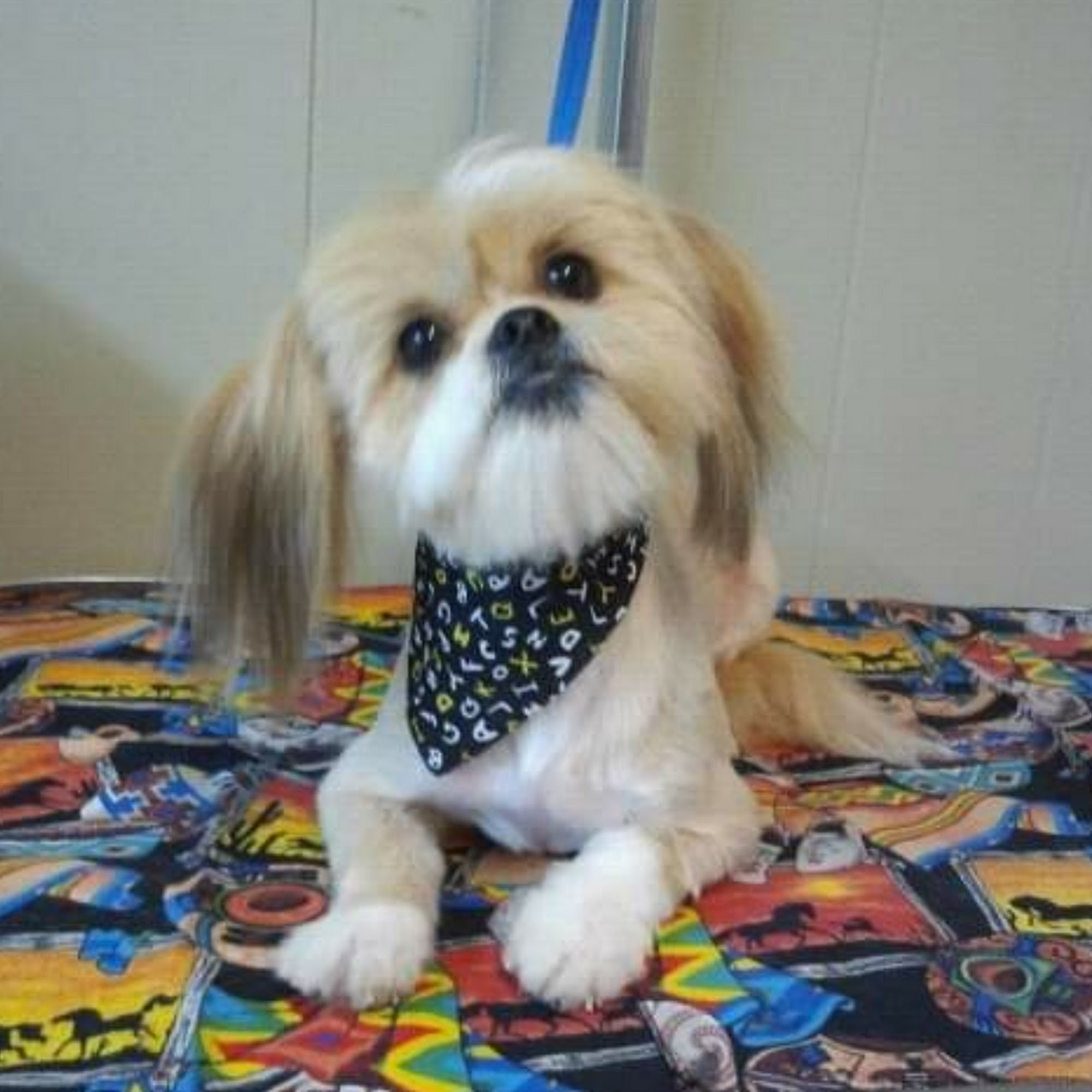 Texas Paw Fessional Grooming Krugerville