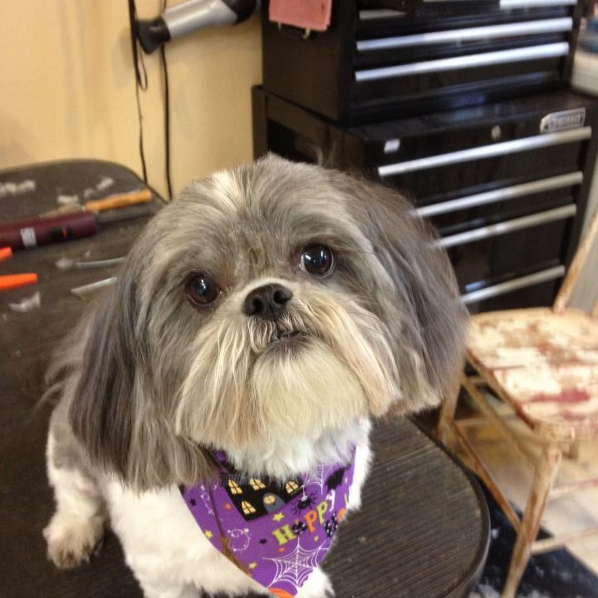 Kelly's K-9 Cuts Kyle