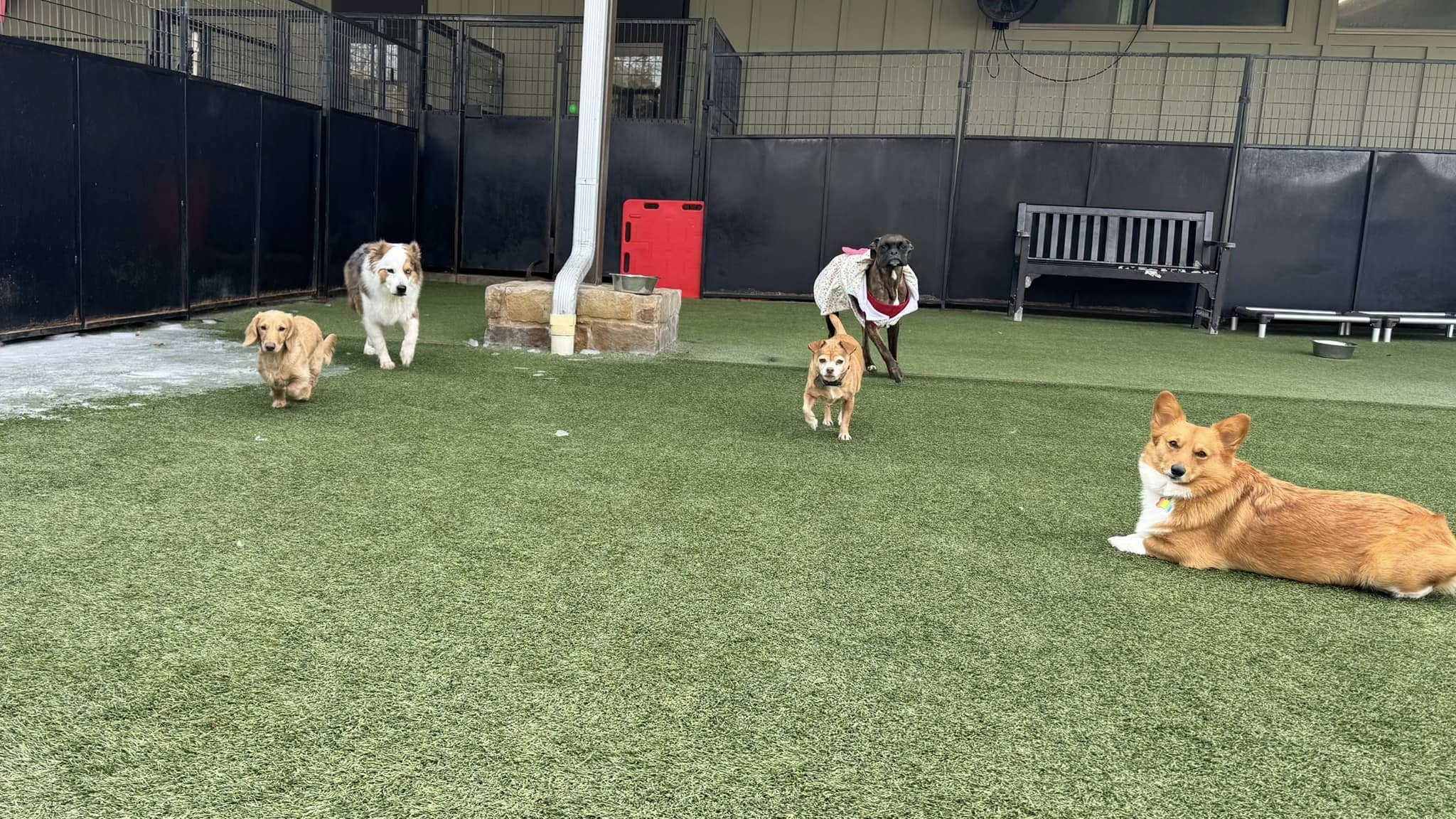 Pups & Mutts Dog Resort & Training Center Kyle