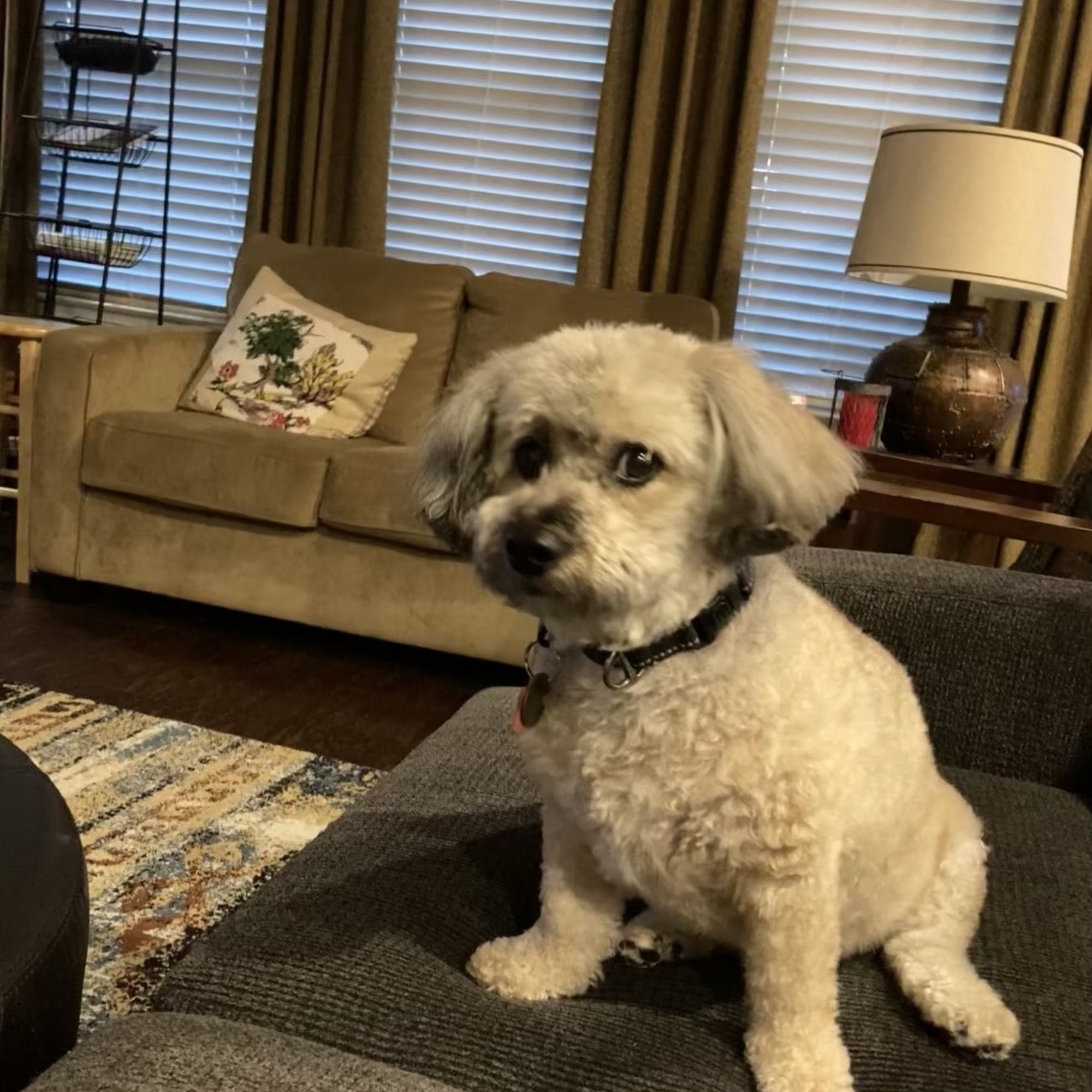 Kindred Animal Hospital Kyle