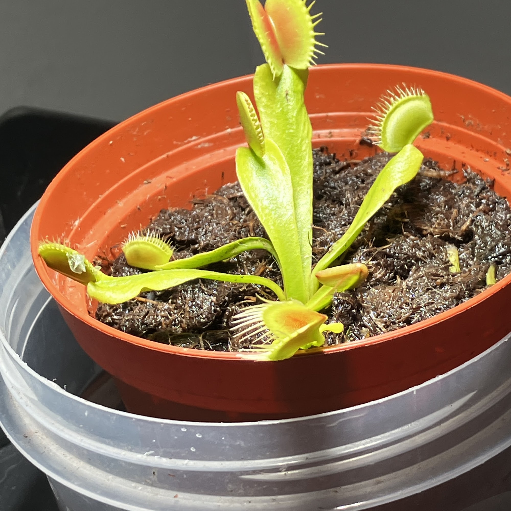 Lowe's Garden Center