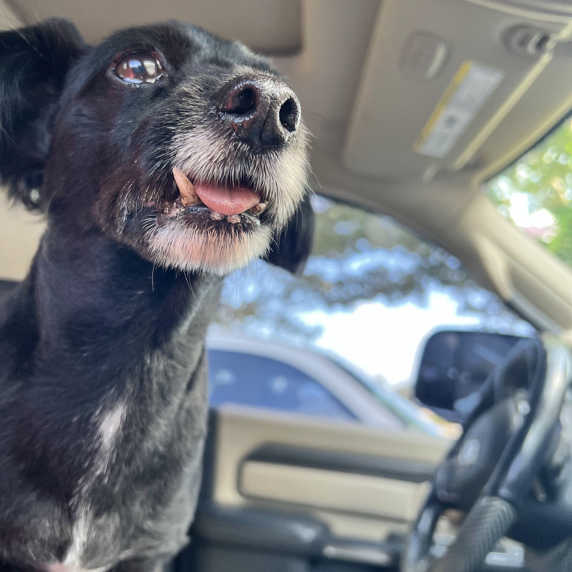 Welch Veterinary Hospital La Grange