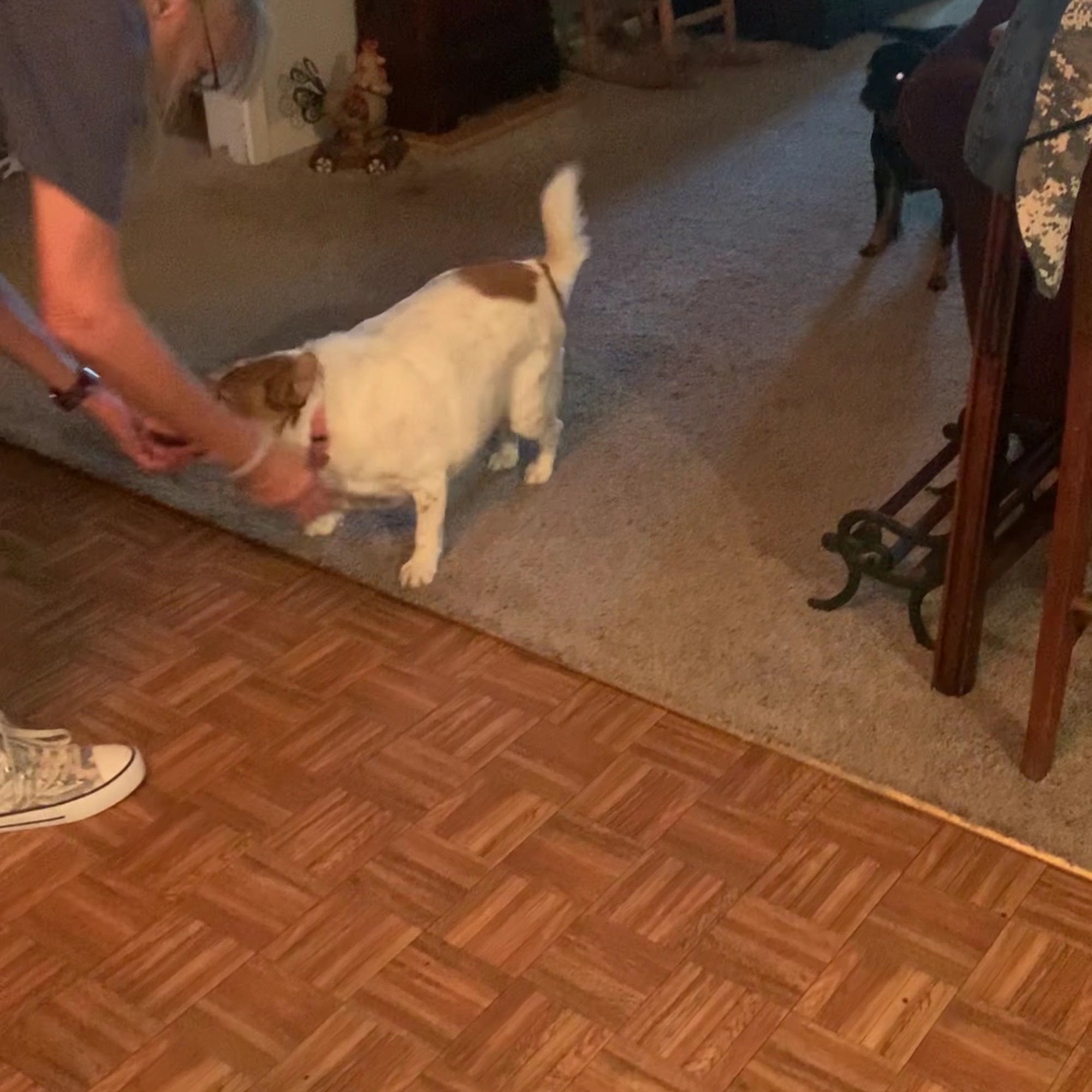 Fayette County Vet Clinic Inc La Grange