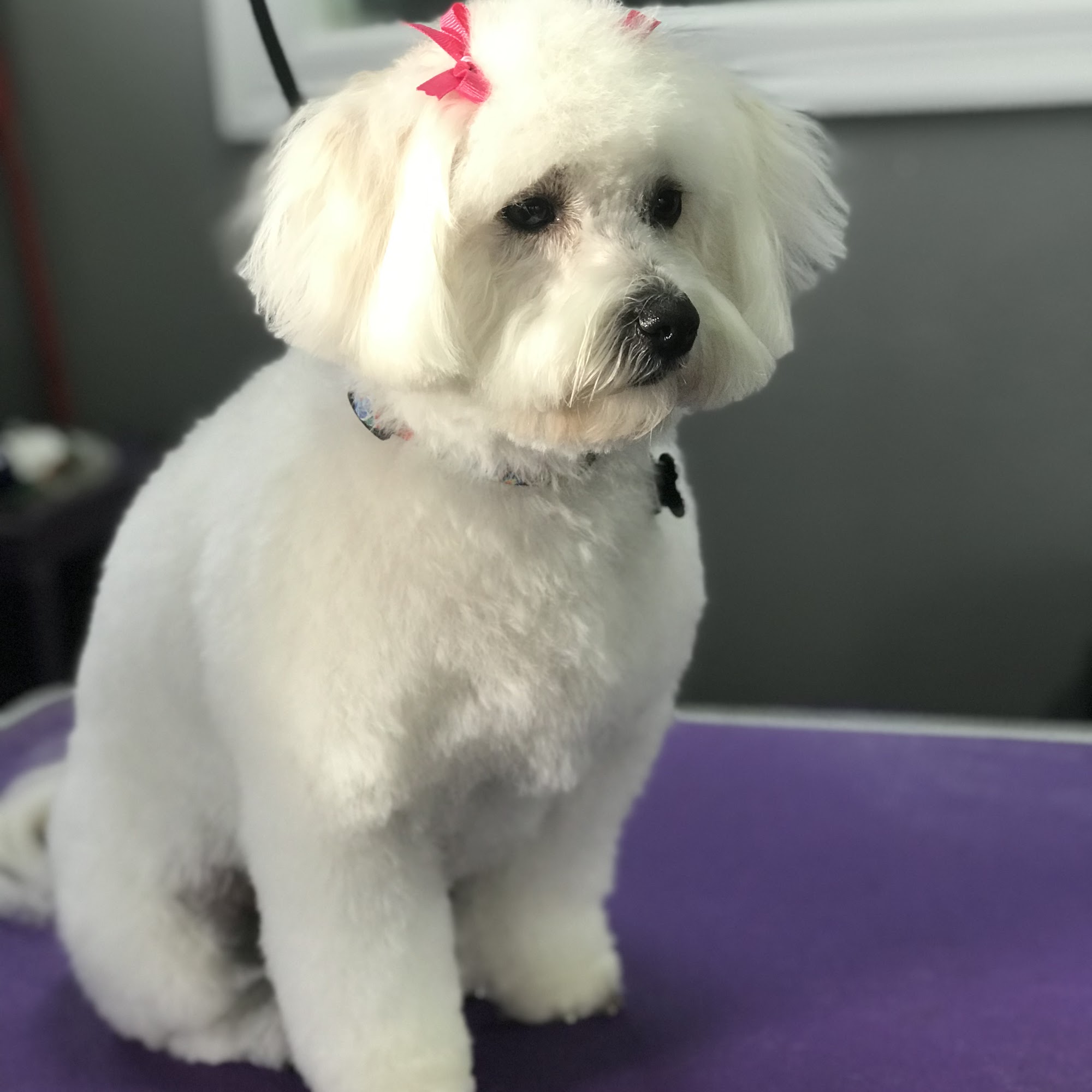 Bows and Bones Pet Salon La Grange