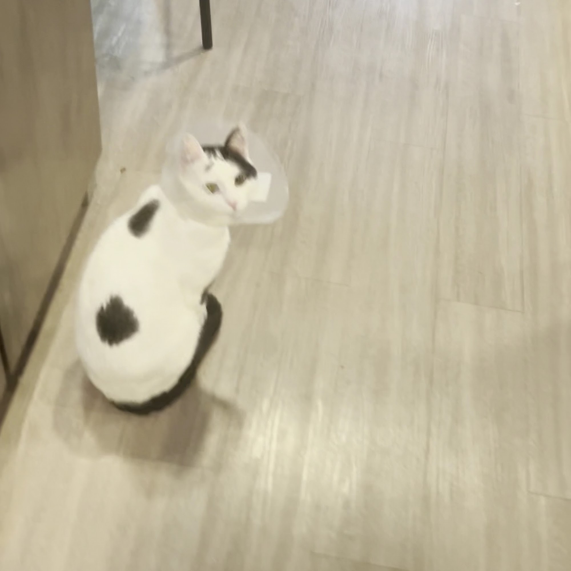 Animal Alliance of Galveston County La Marque