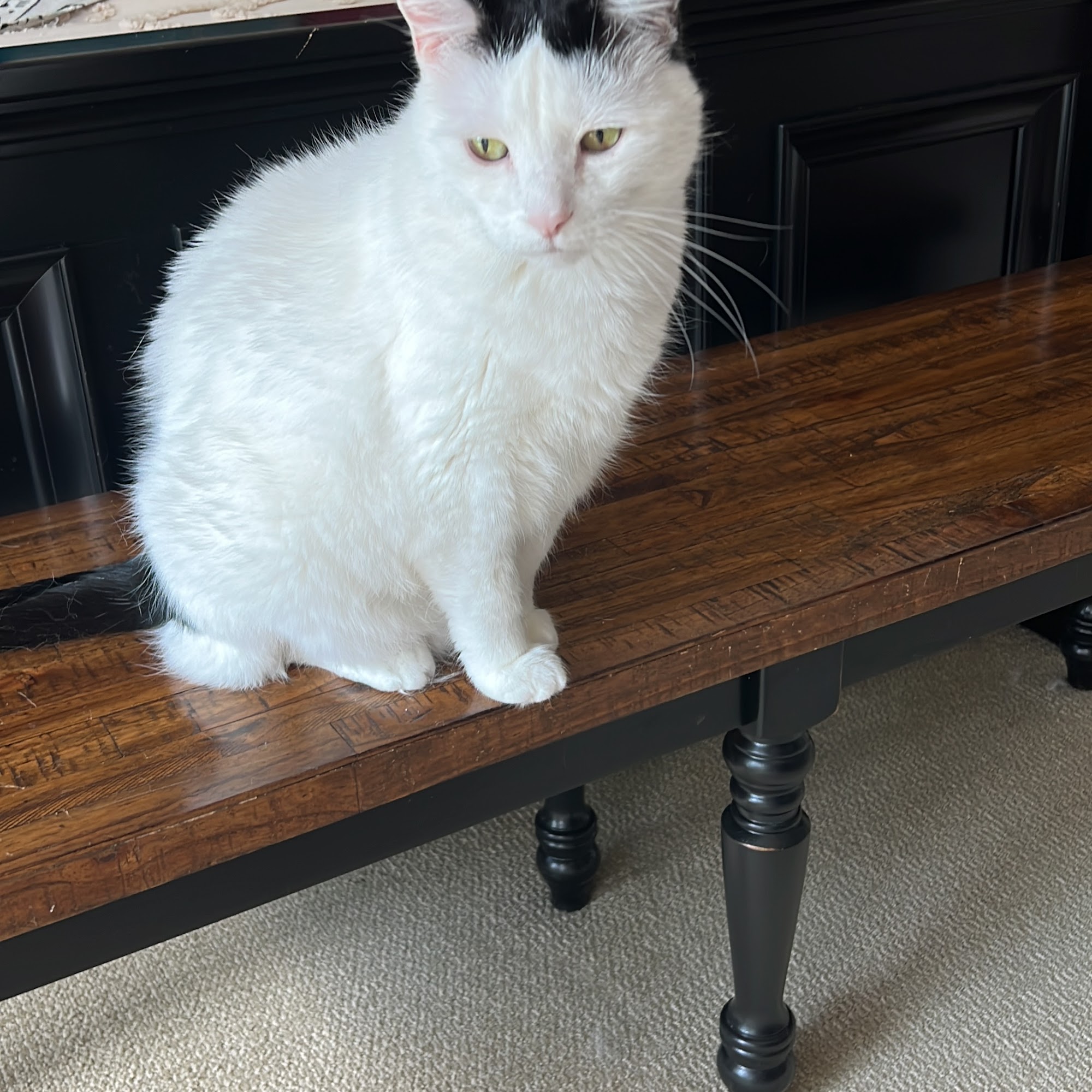 Lago Vista Animal Clinic Lago Vista