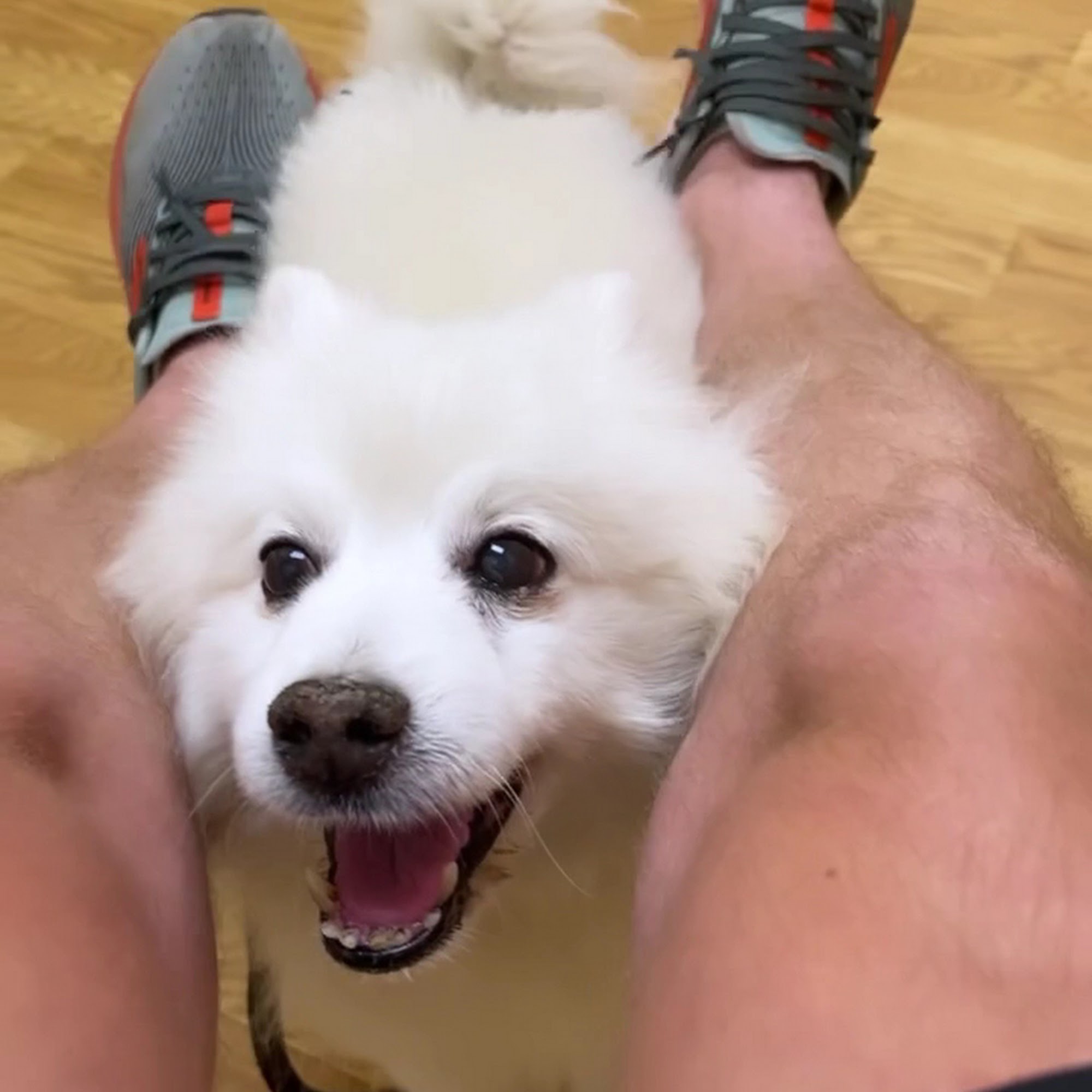 Lakeshore Animal Clinic - Boarding & Grooming Lake Dallas