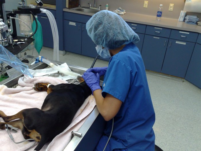 VCA Lake Jackson Animal Hospital Lake Jackson