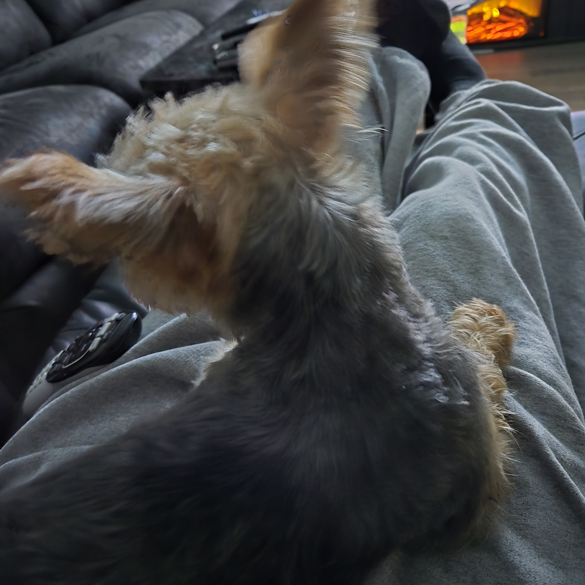 The Paw Spa Lake Jackson