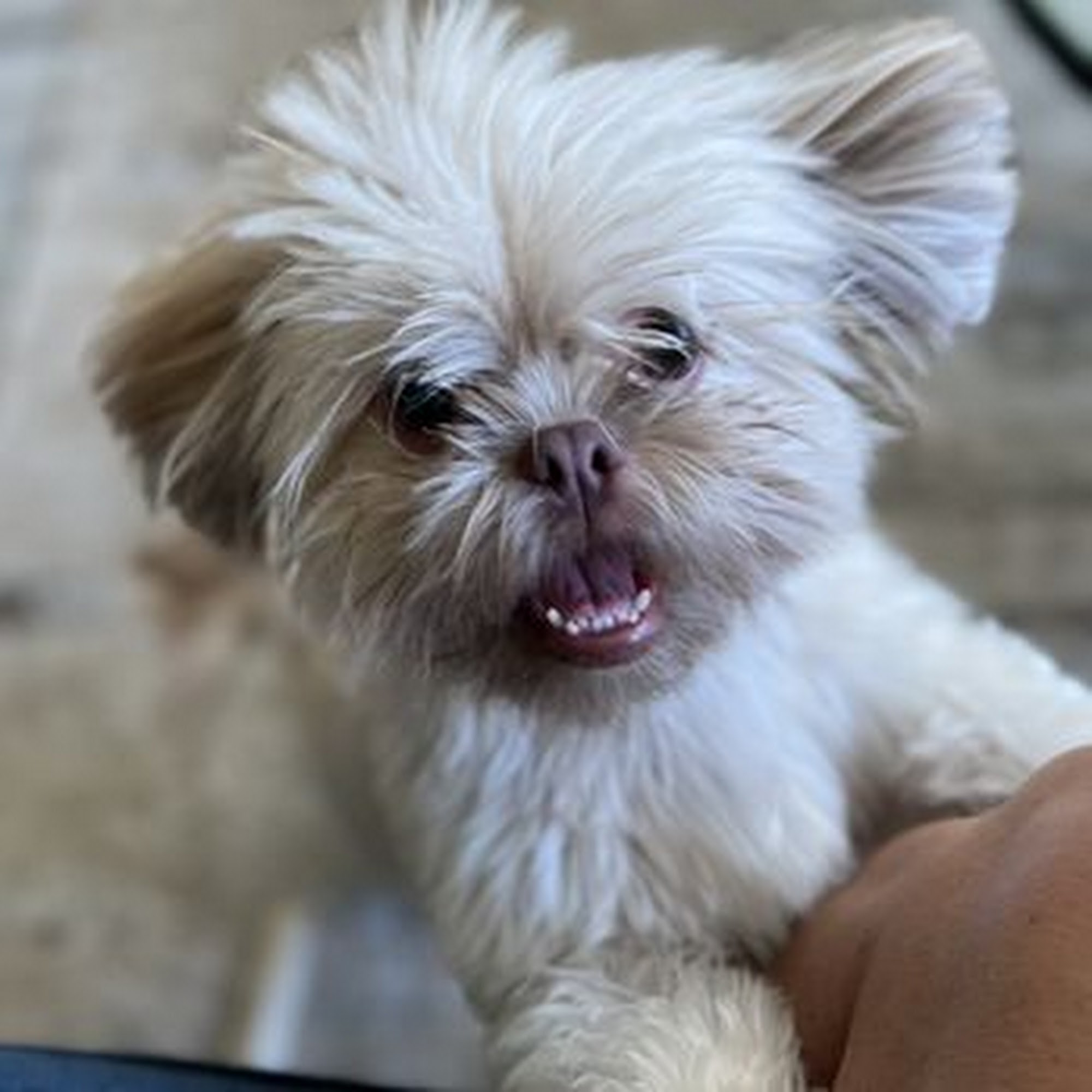 Haute Dog Pet Spa - Dog Grooming, Dog Bathing, Dog Self-Wash Lakeway