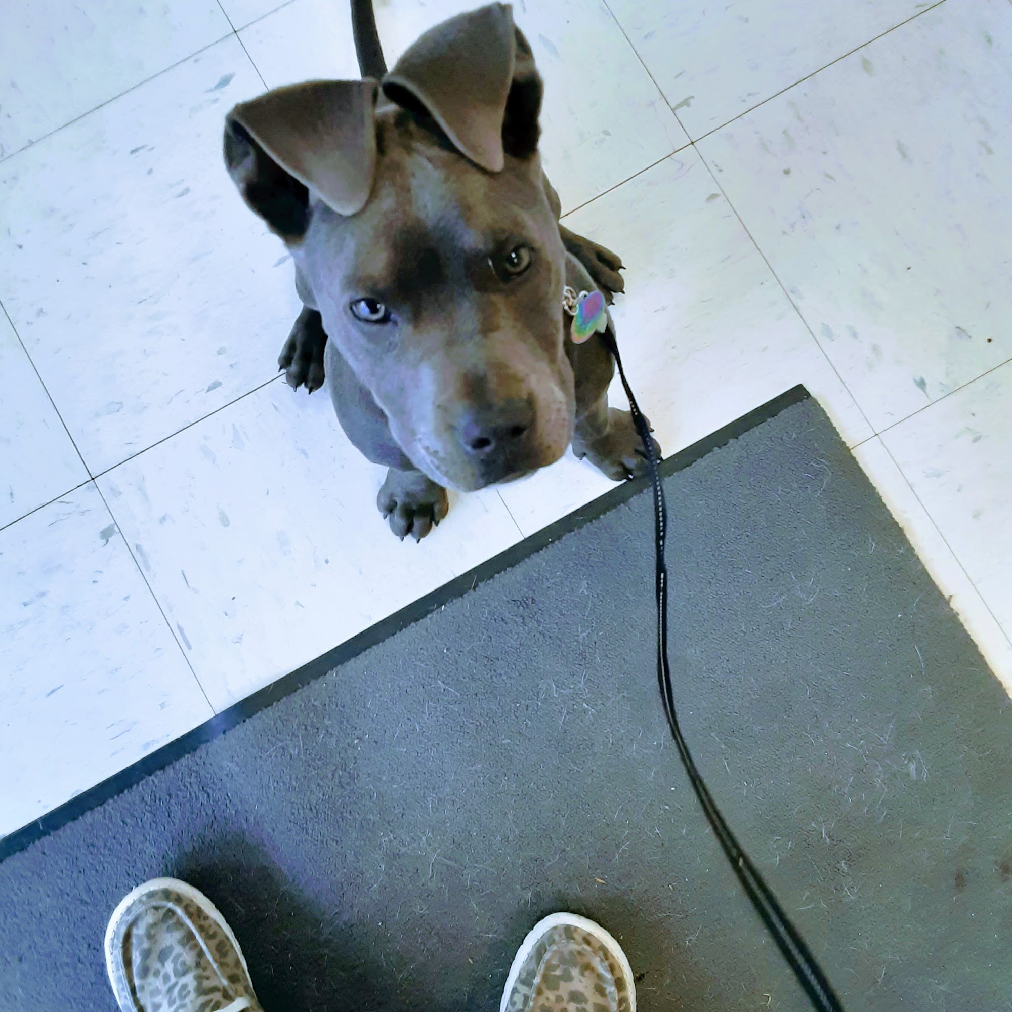 Animal Health Center of Lampasas Lampasas