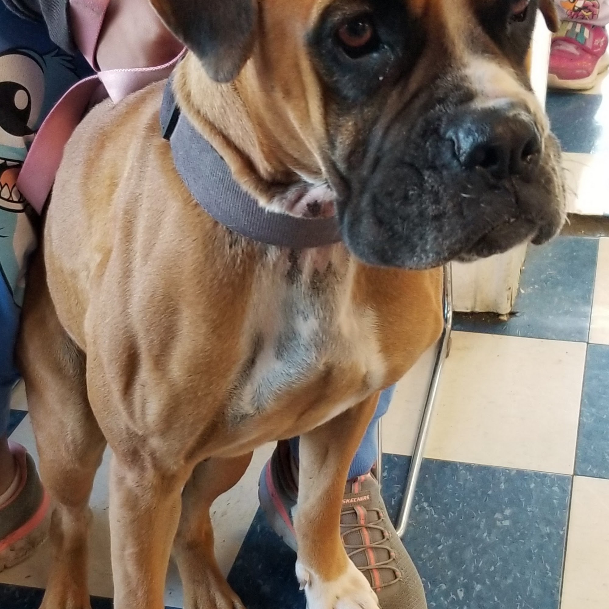 Lancaster Veterinary Clinic Lancaster