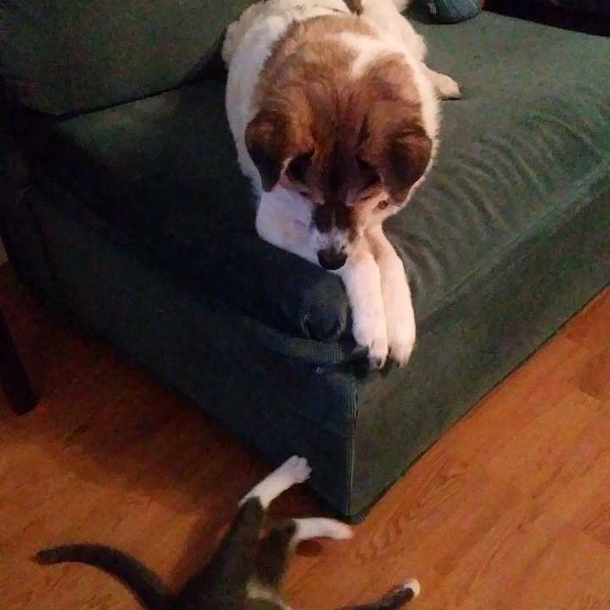 Alley Cat Animal Hospital Lancaster