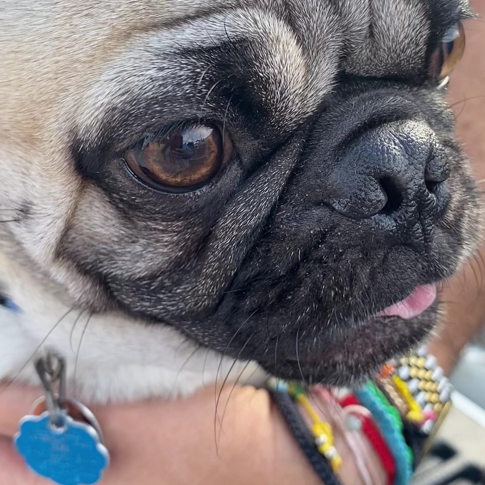 Veterinary Care Center of Laredo Laredo