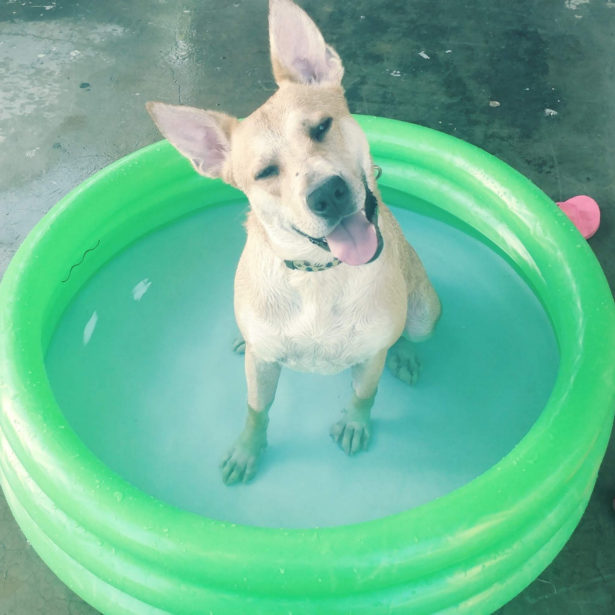 Laredo Animal Clinic Laredo