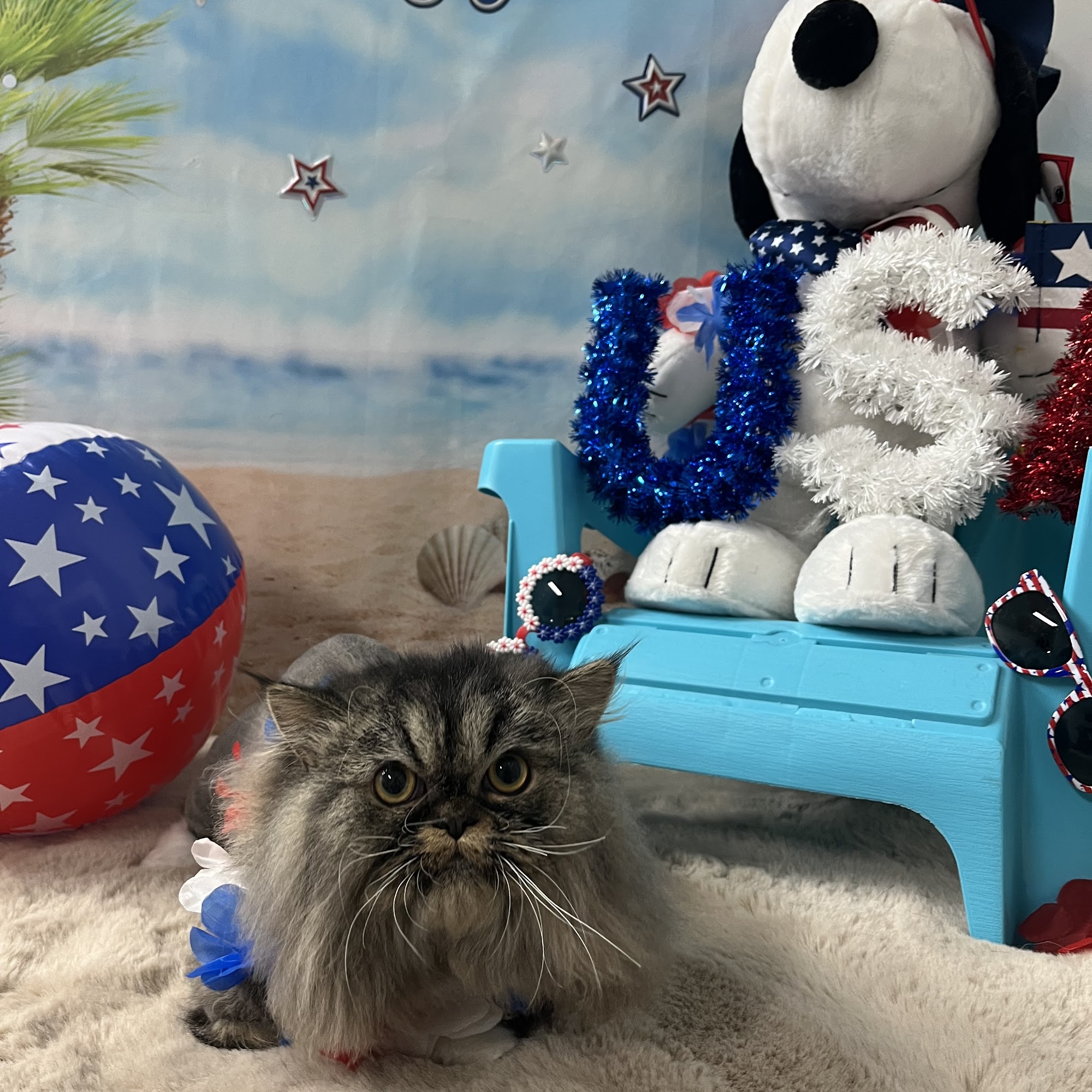 Pawpurrazzi Professional Pet Grooming Laredo