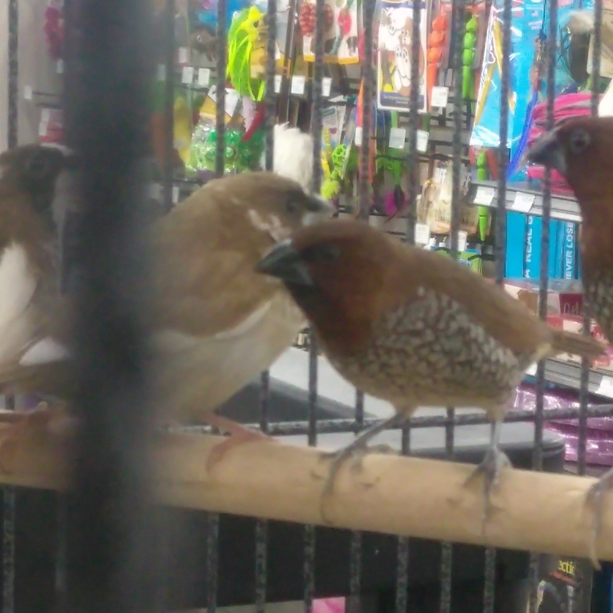Pet Supermarket League City