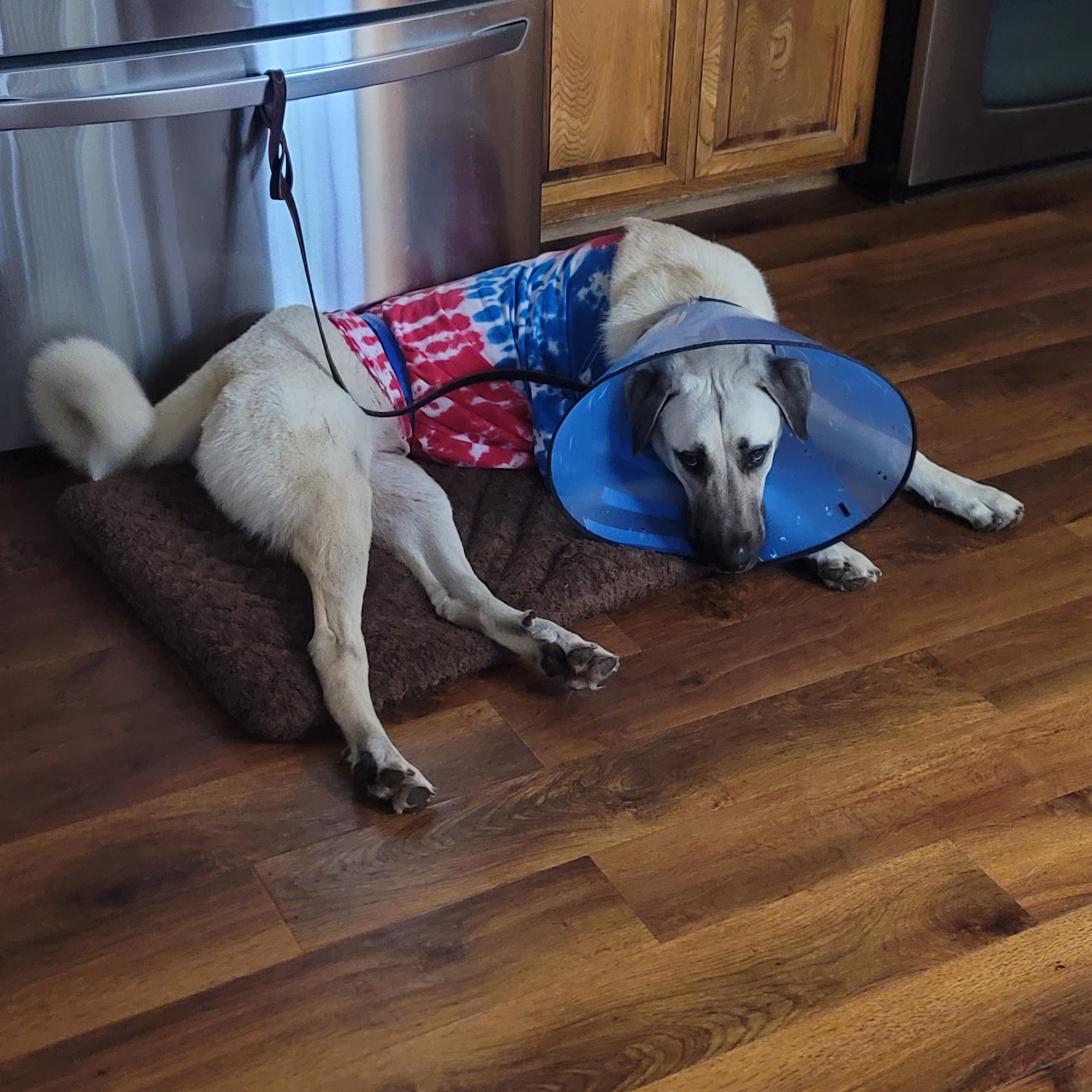 Safari Veterinary Care Centers League City