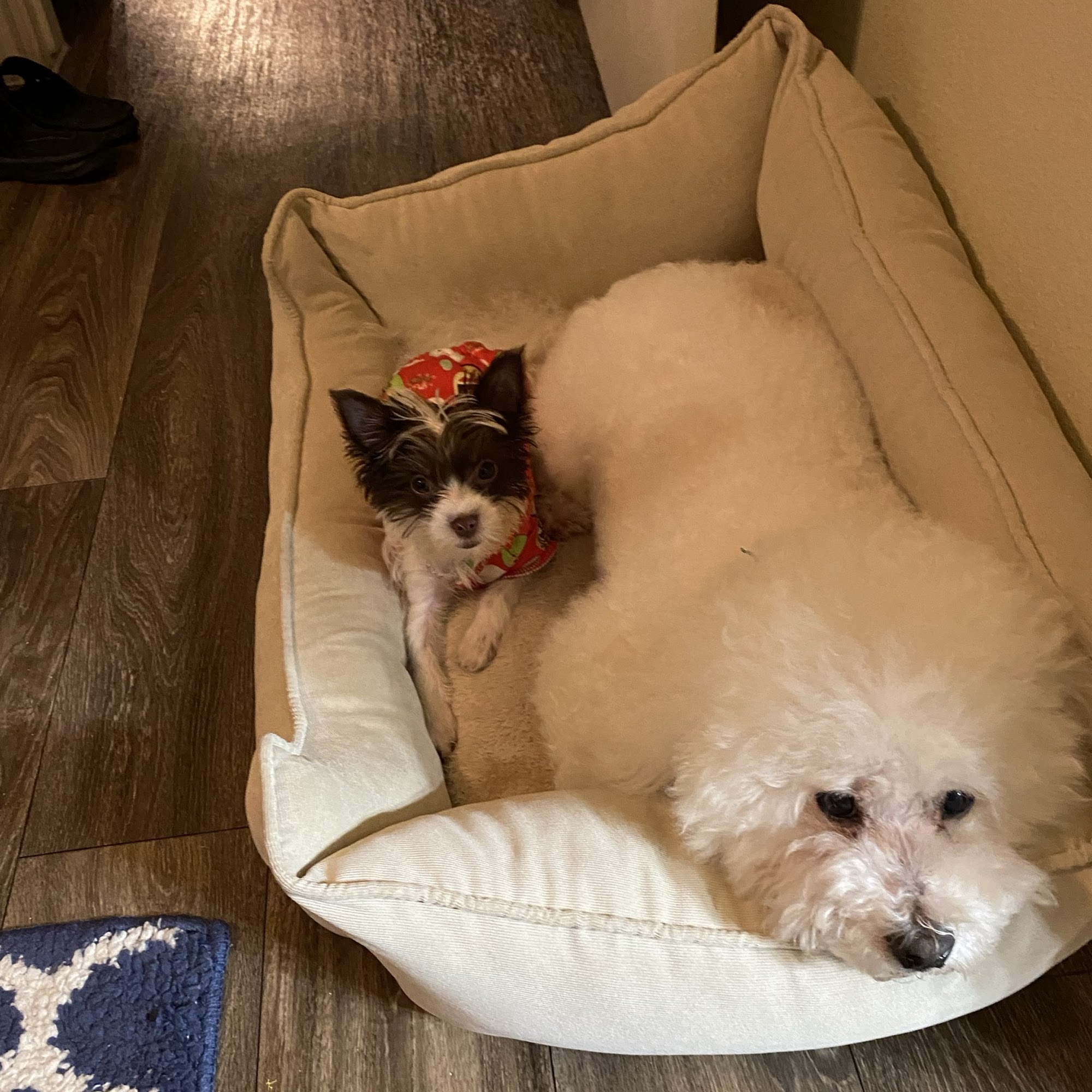 Bay Creek Animal Clinic League City