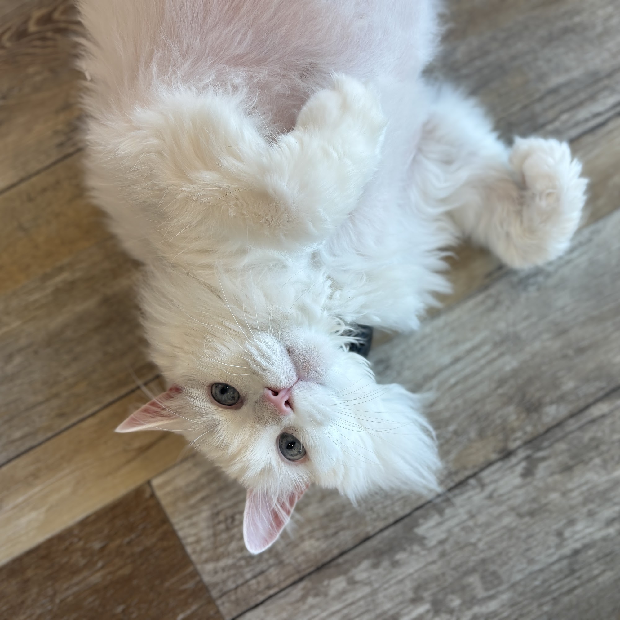 Egret Bay Veterinary Hospital League City