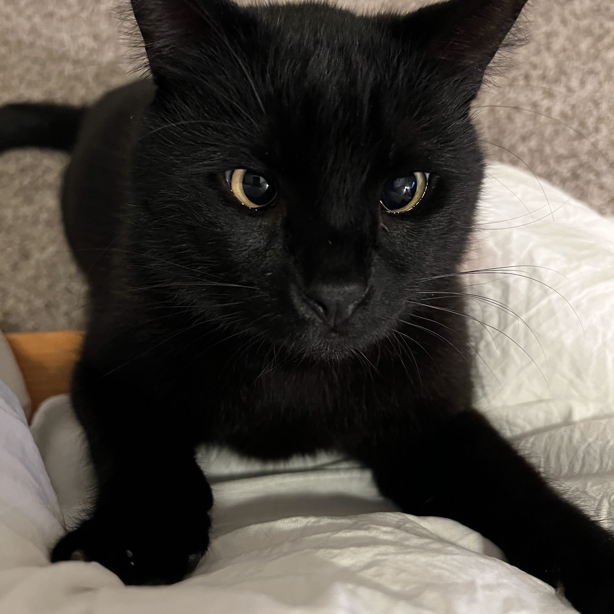 Clear Springs Animal Hospital League City