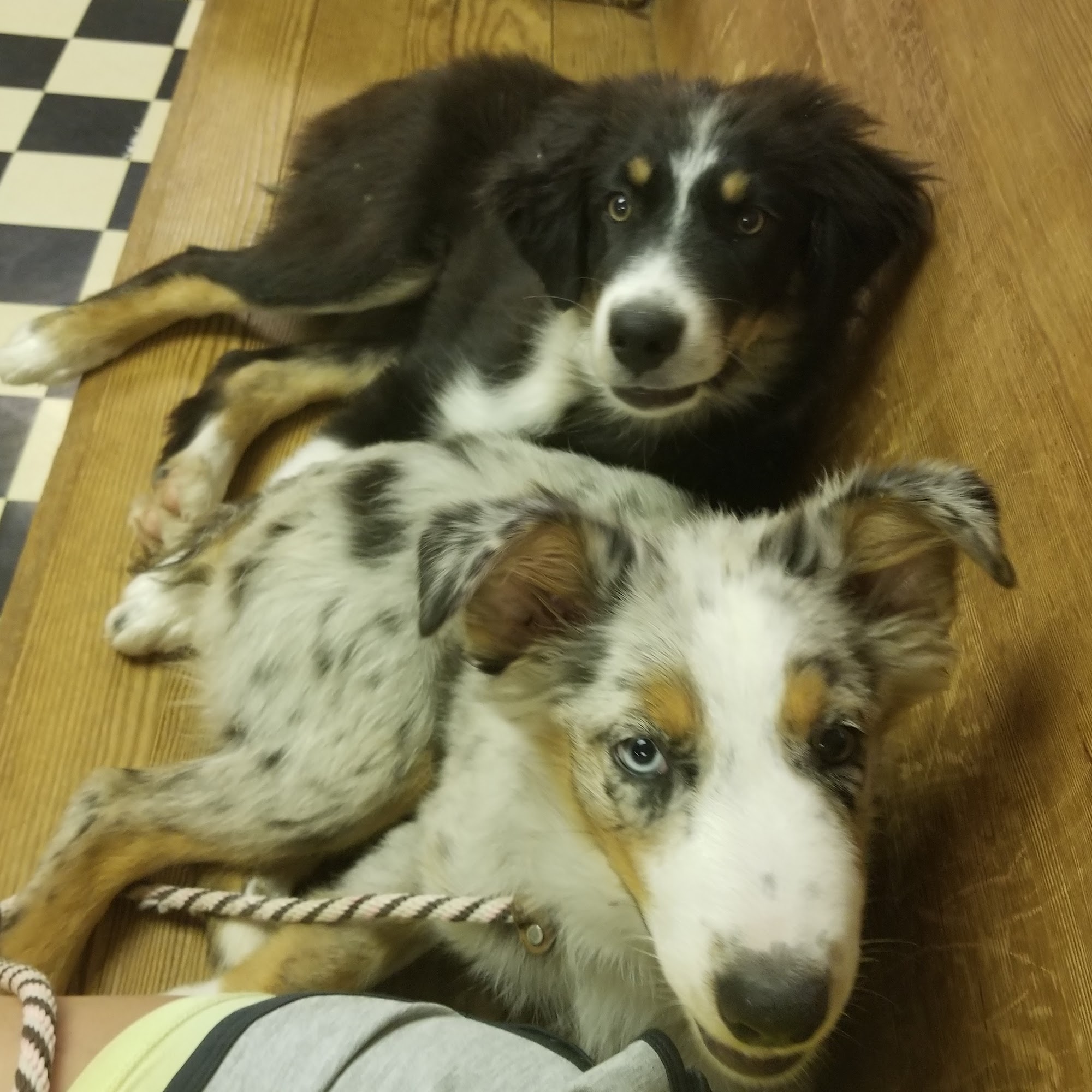 South San Gabriel Animal Clinic Leander