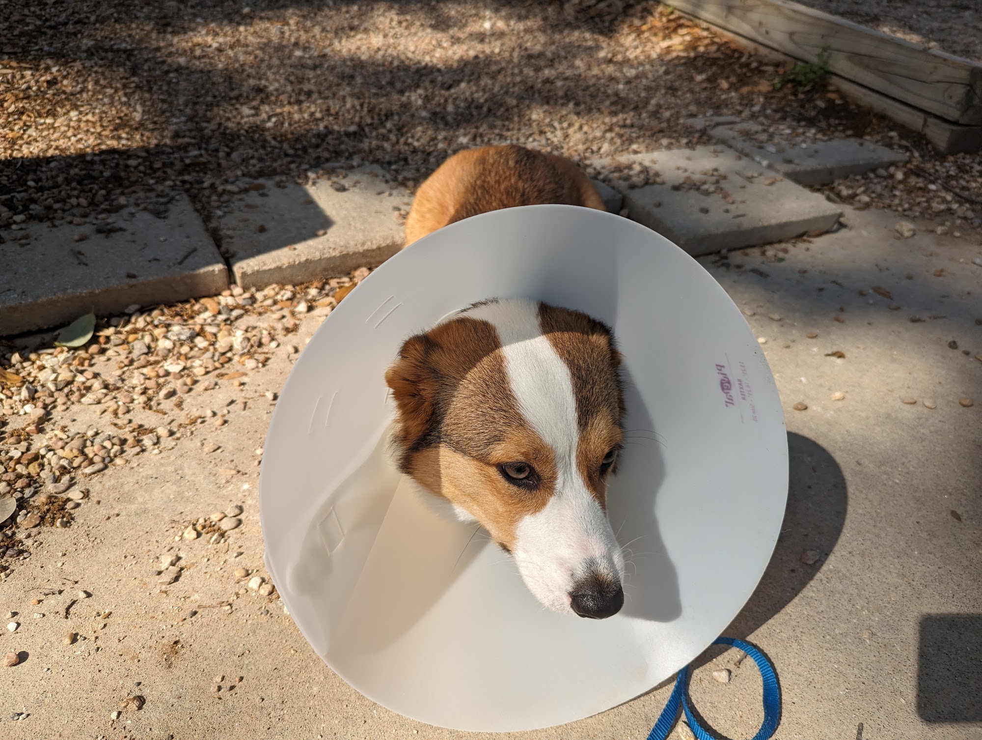 Texas Humane Heroes Leander