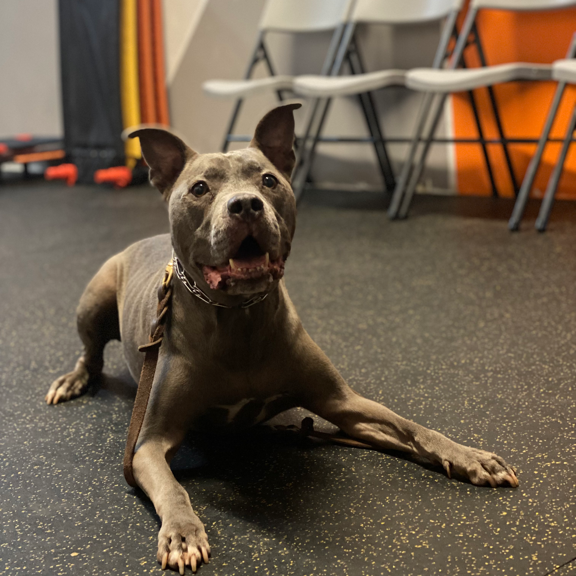 Precision K9 Work Leander