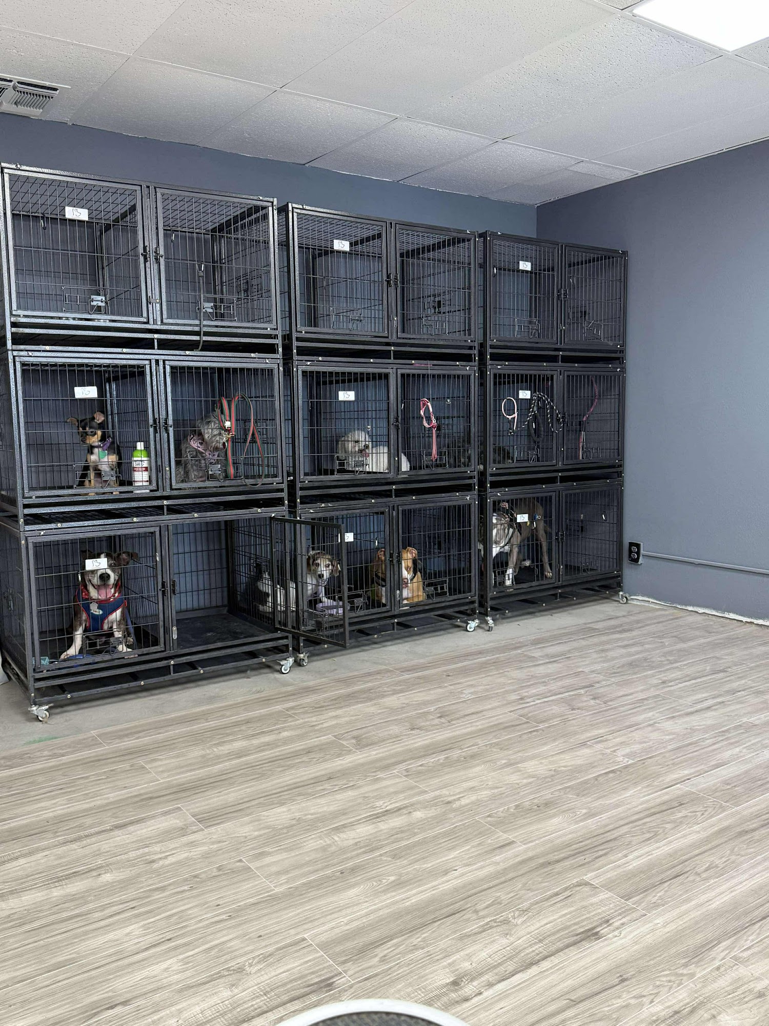 Sheena's Pet Grooming Leon Valley