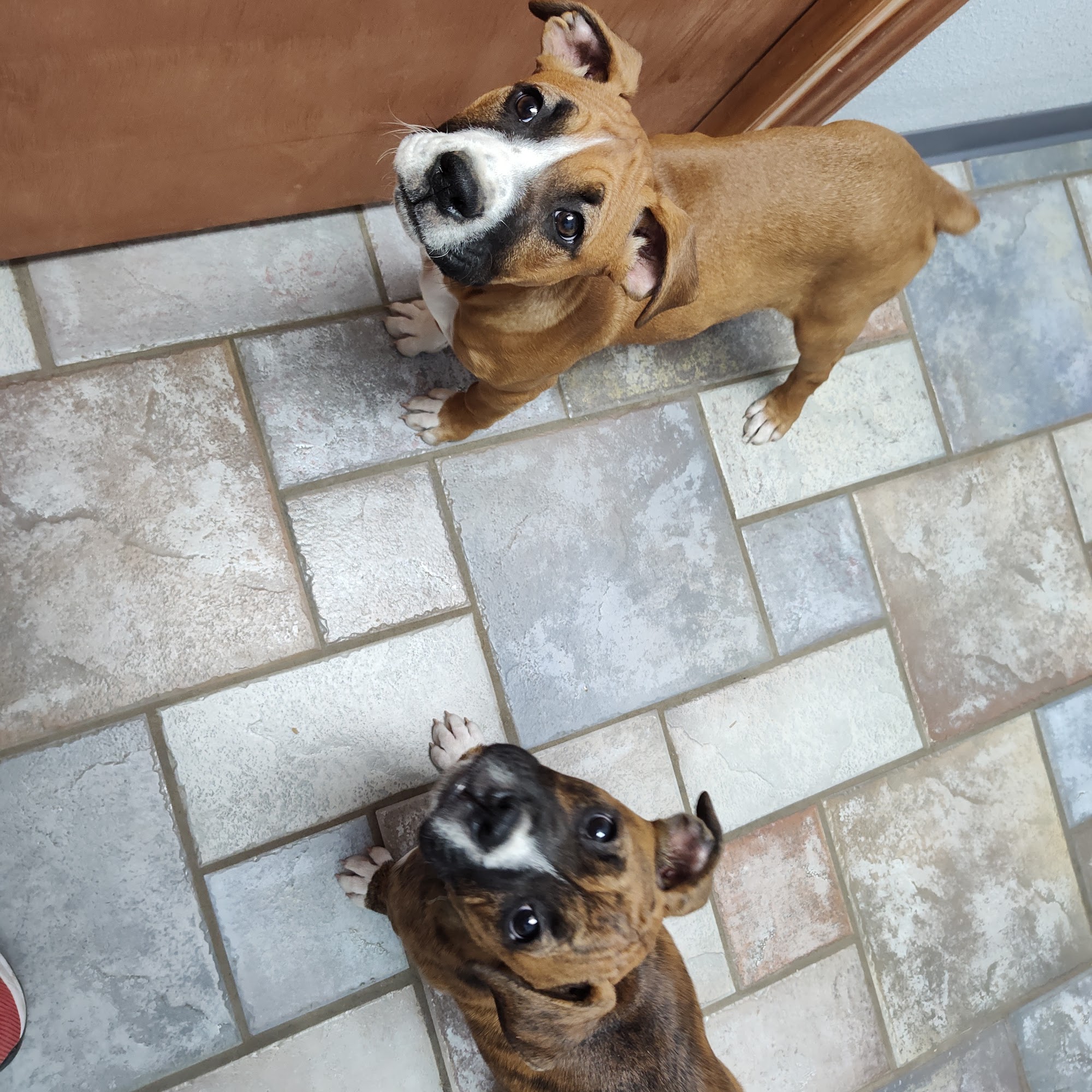 College Avenue Animal Clinic Levelland