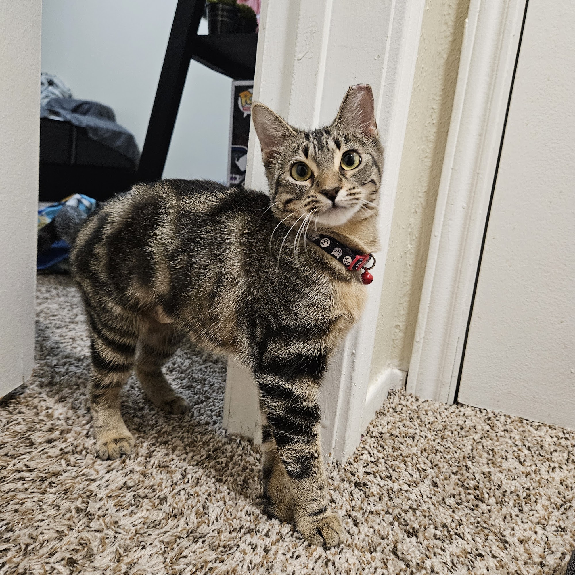 West Plains Veterinary Hospital Levelland