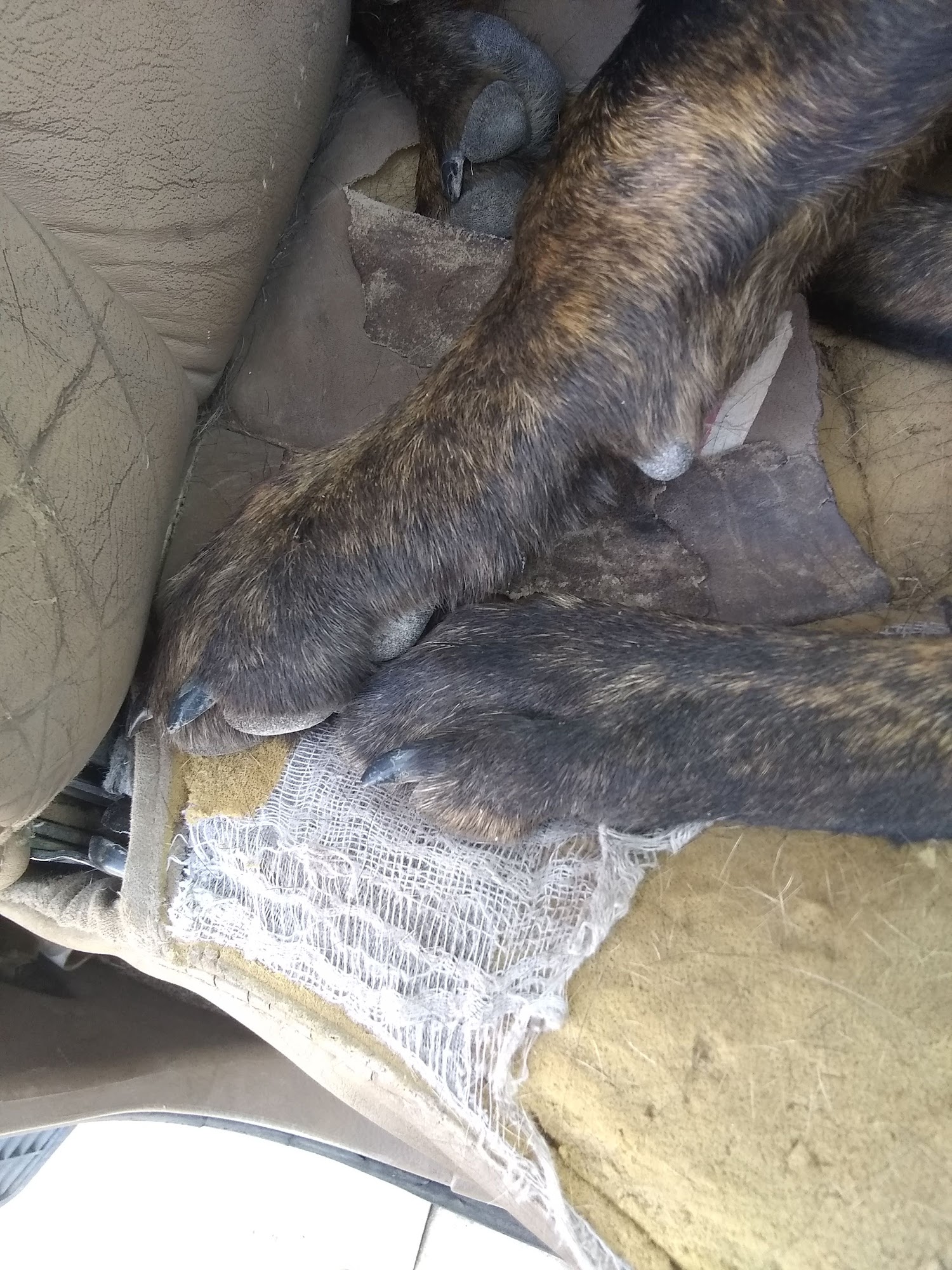 West Plains Veterinary Hospital Levelland