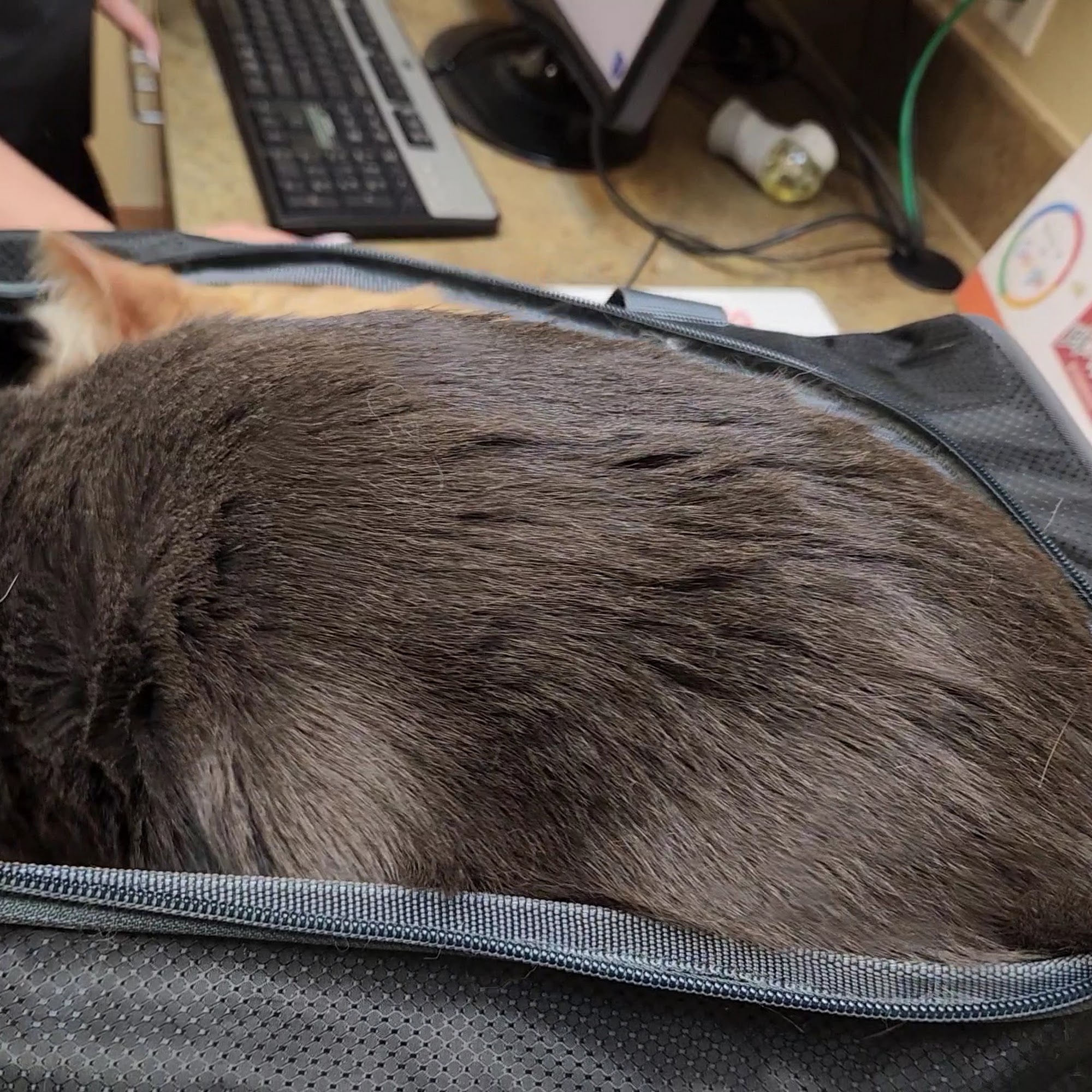 ABC Veterinary Clinic of Lewisville Lewisville