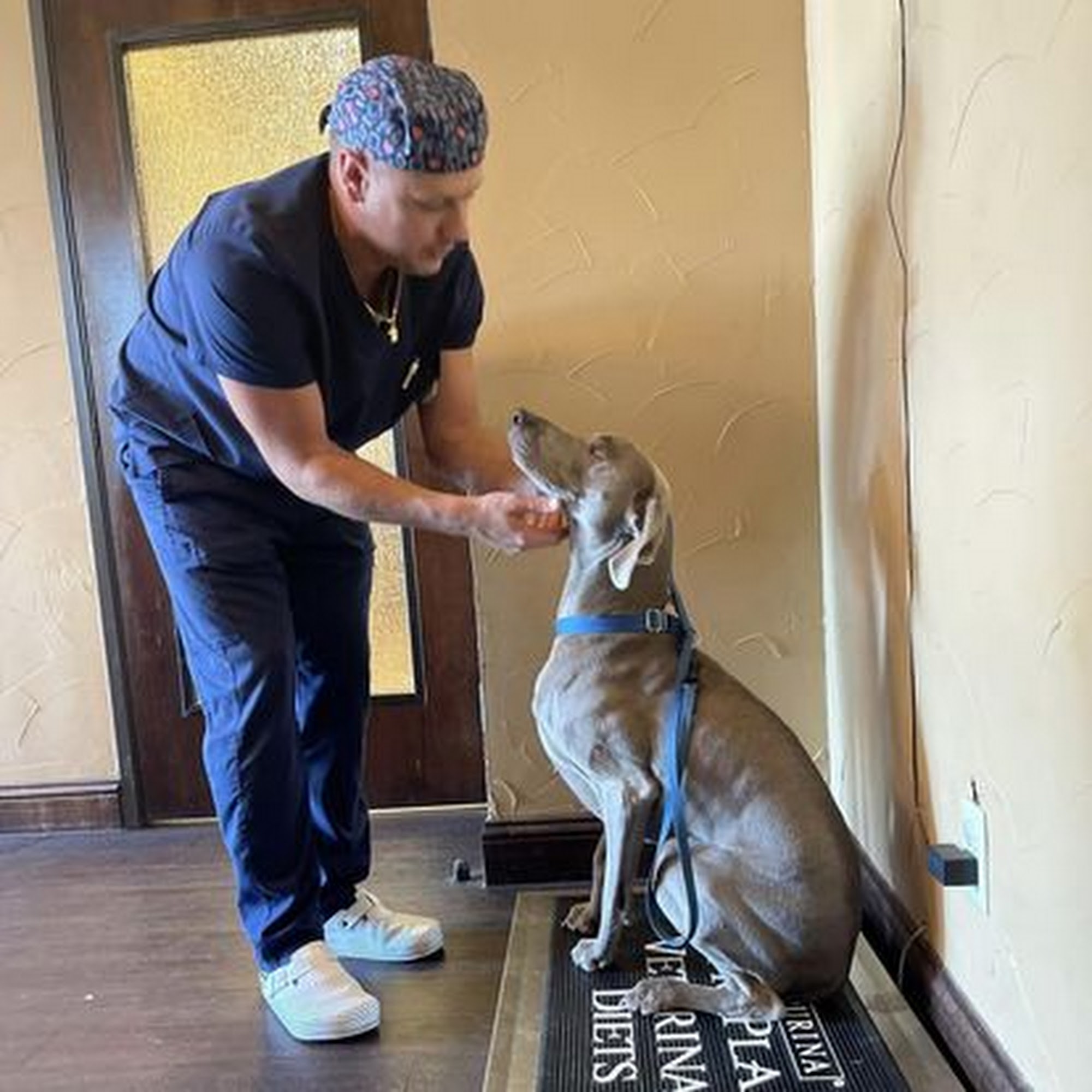 Lantana Animal Hospital Lewisville