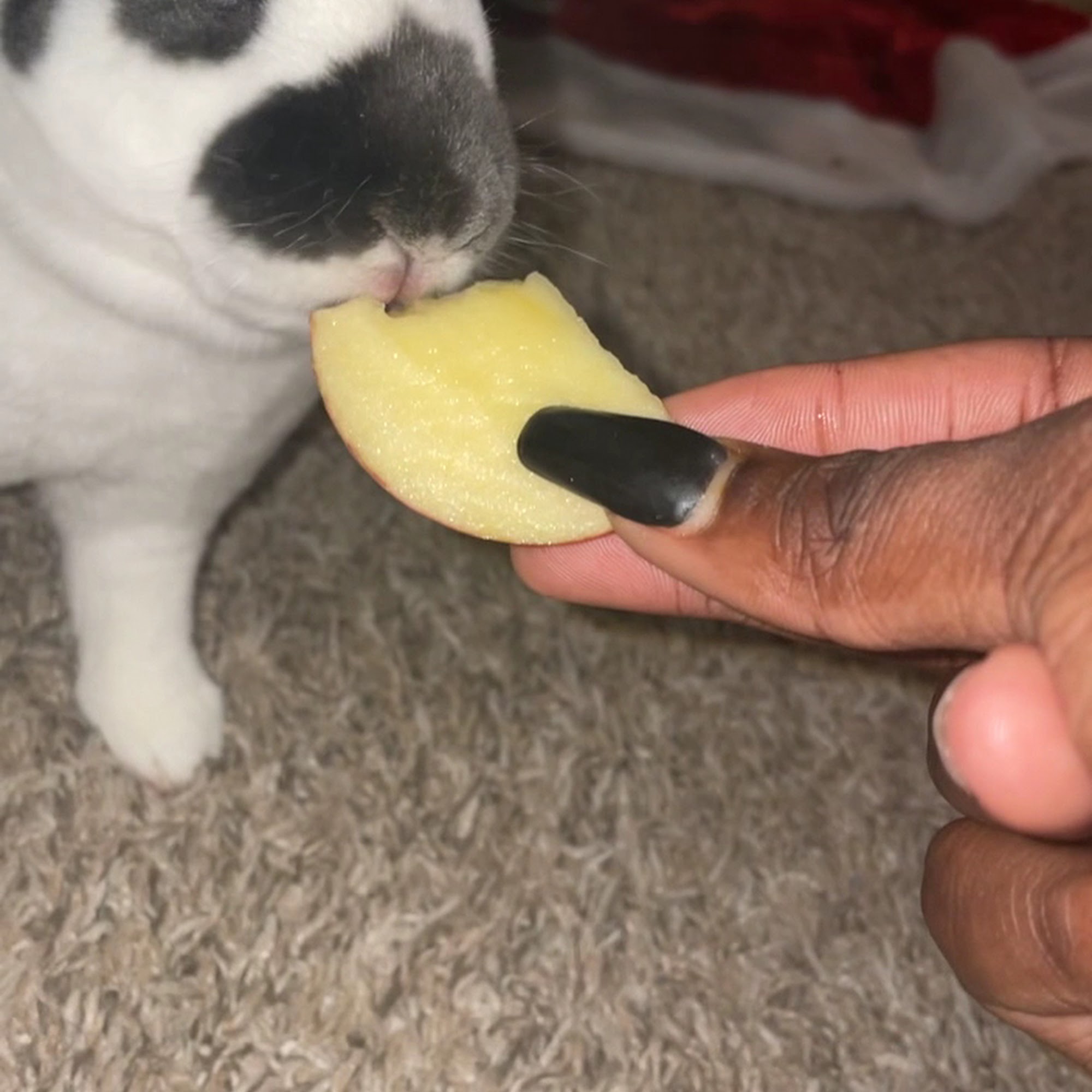 Texas Rustlers Small Animal Rescue Lewisville