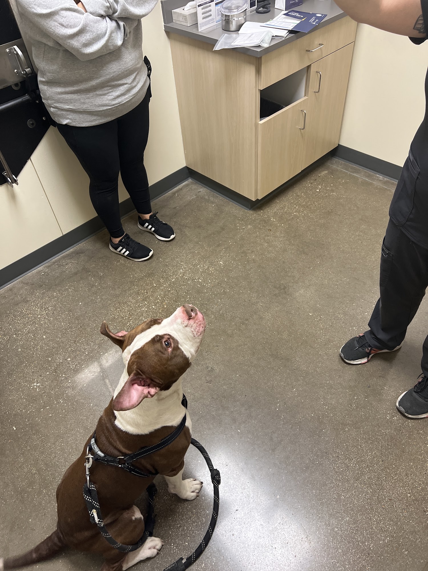 Vetco Total Care Animal Hospital Lewisville