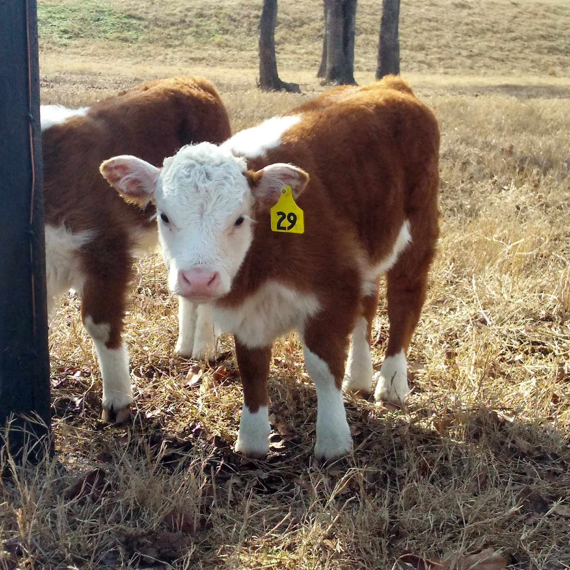 Lexington Animal Clinic Lexington