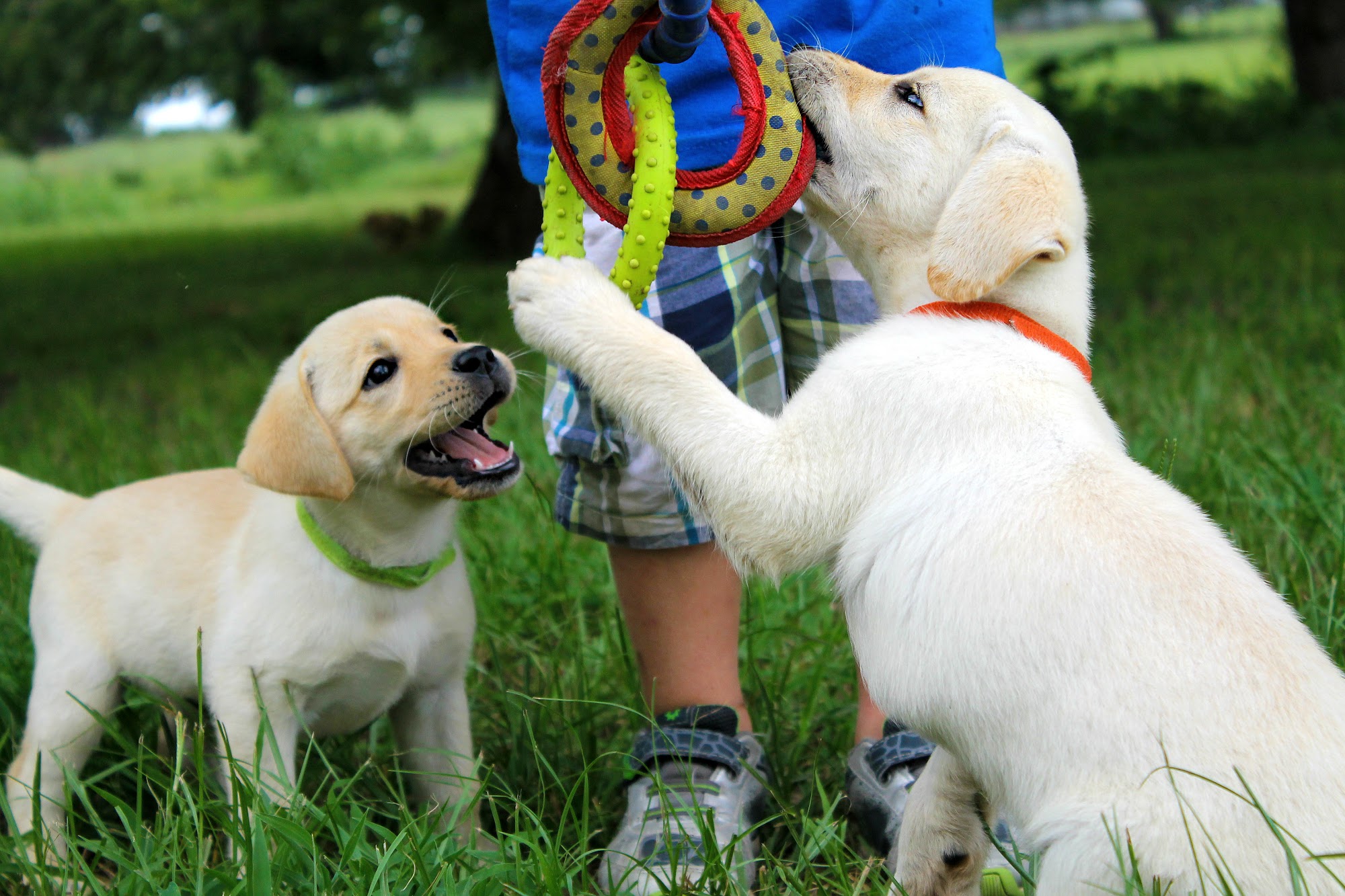 Redmark Kennels Lexington