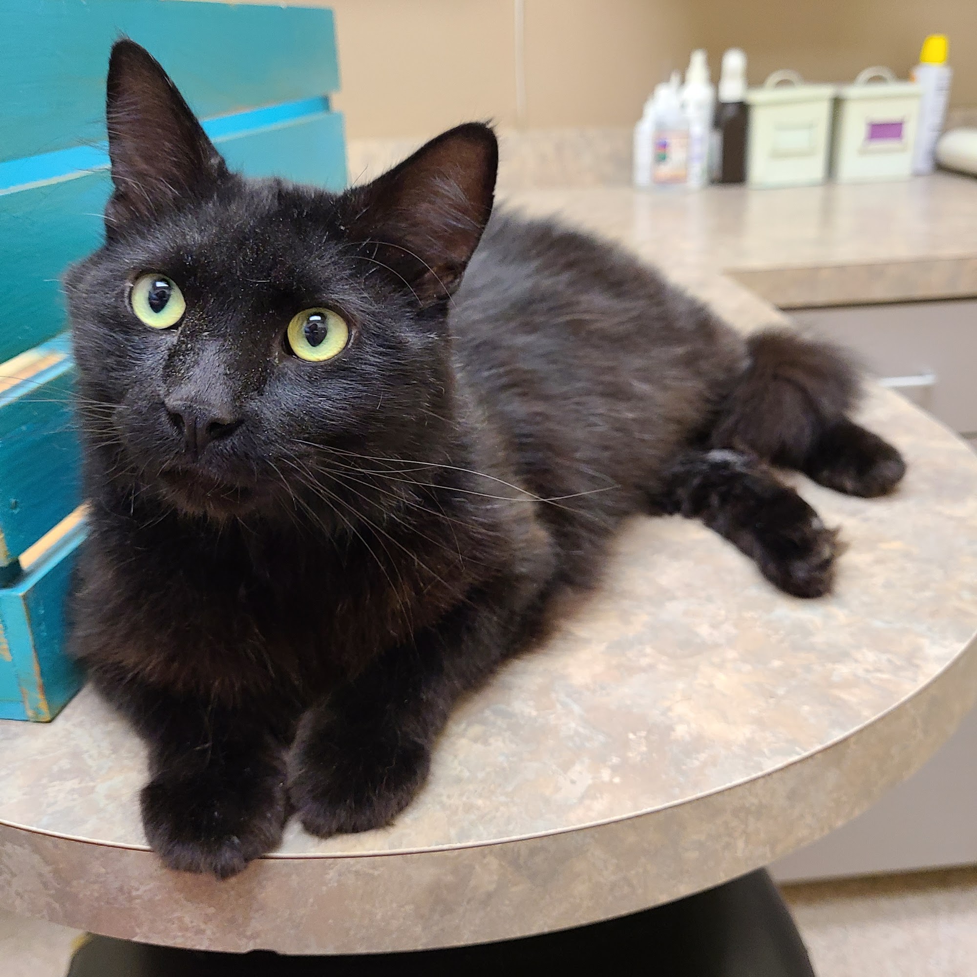 Comanche Trail Veterinary Center Liberty Hill