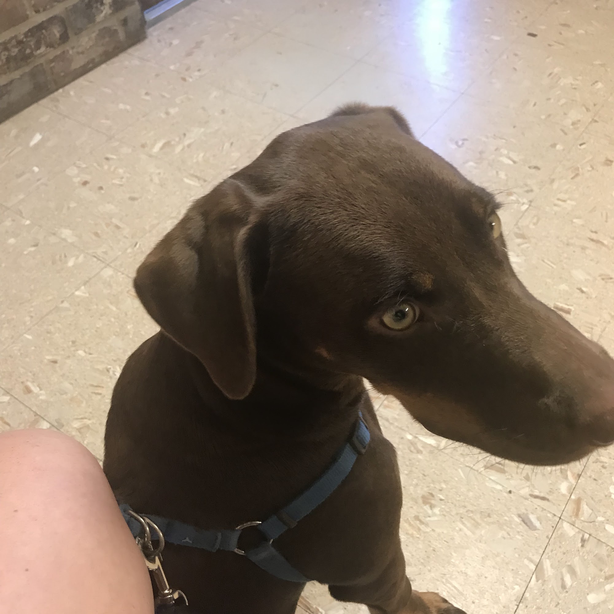 Trinity Animal Hospital Liberty