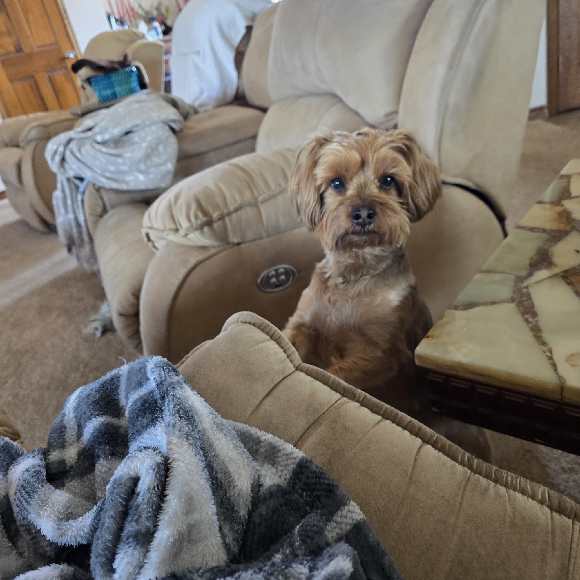 Lindale Pet Hospital, PLLC Lindale