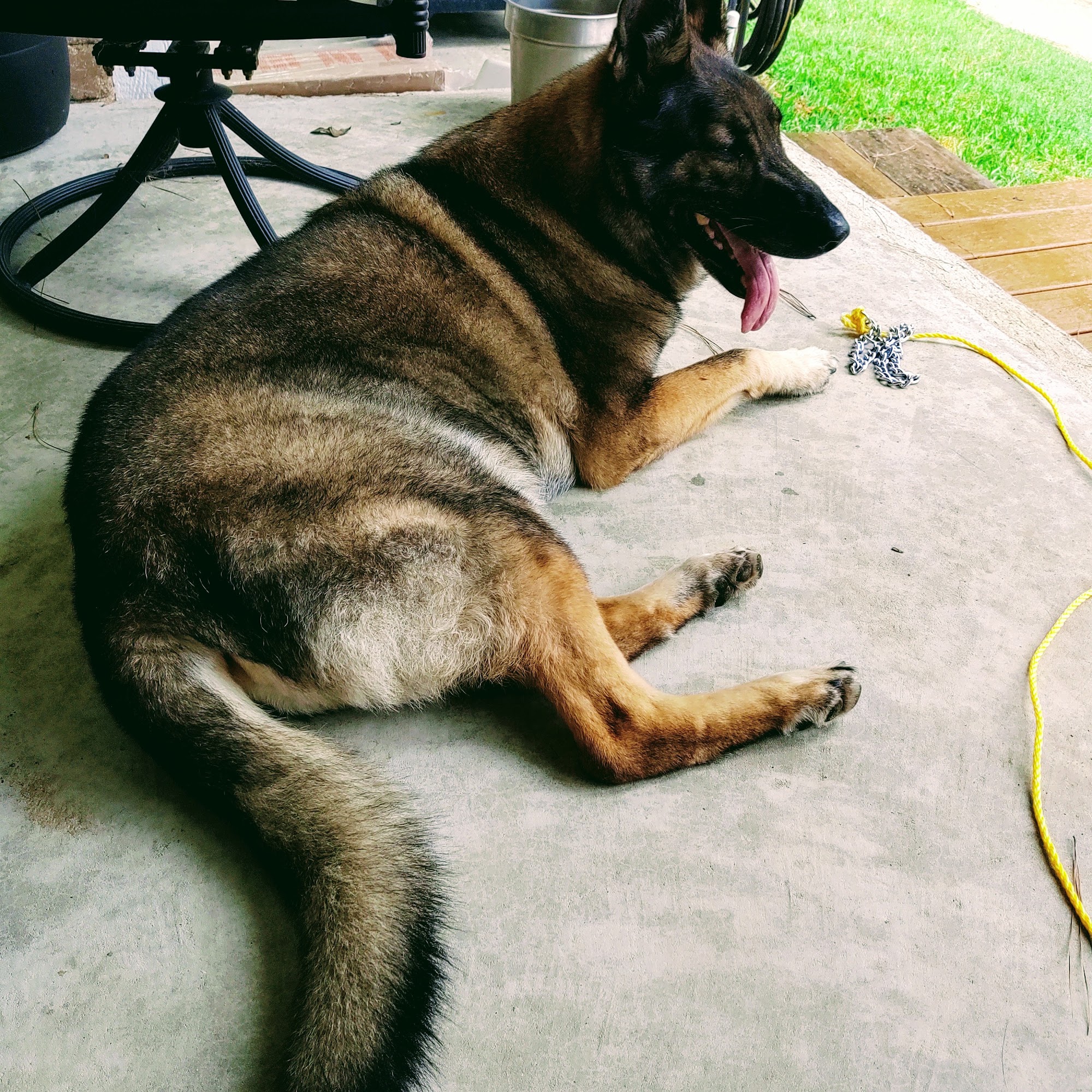 Animal Hospital of Lindale Lindale