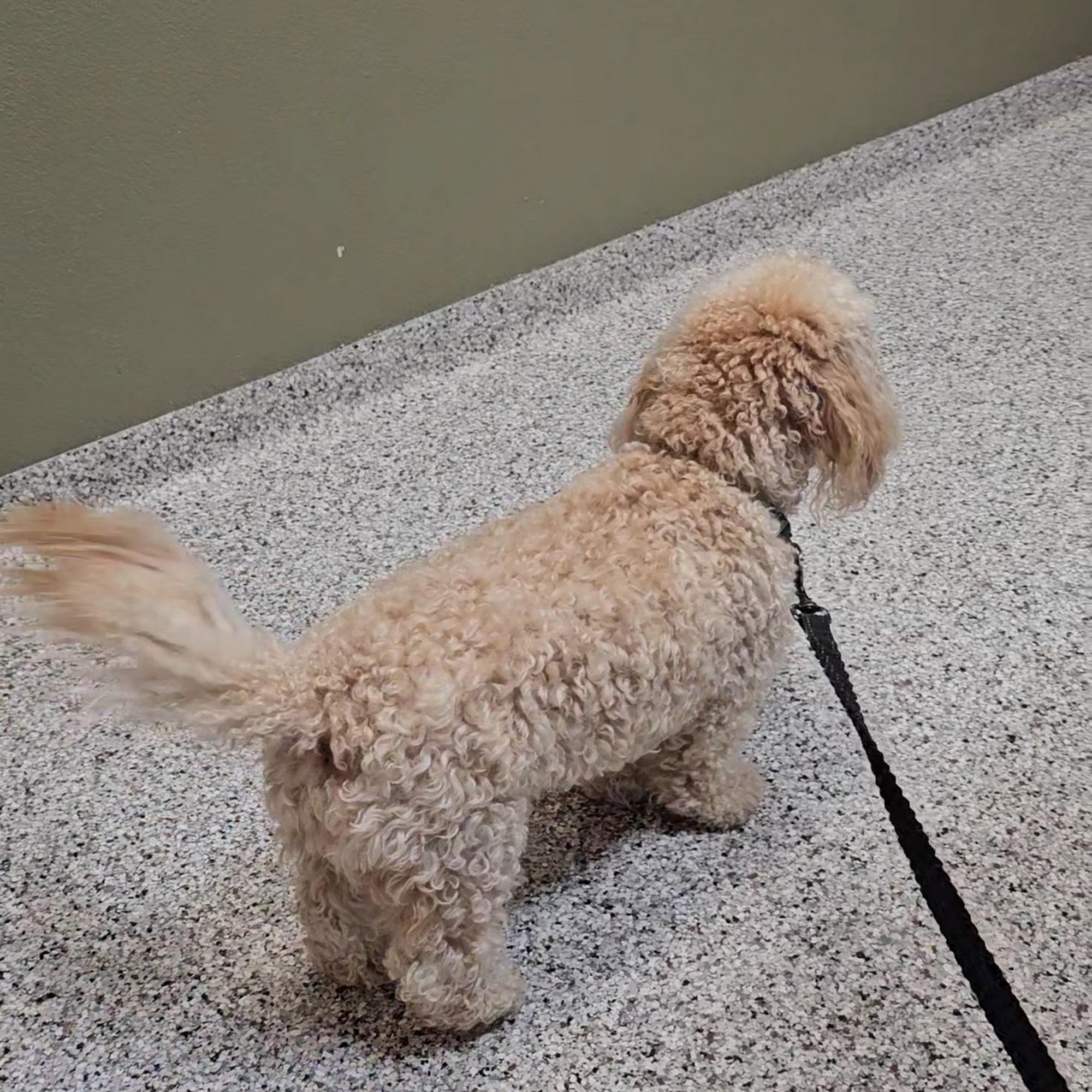 Healthy Paws Veterinary Center Little Elm