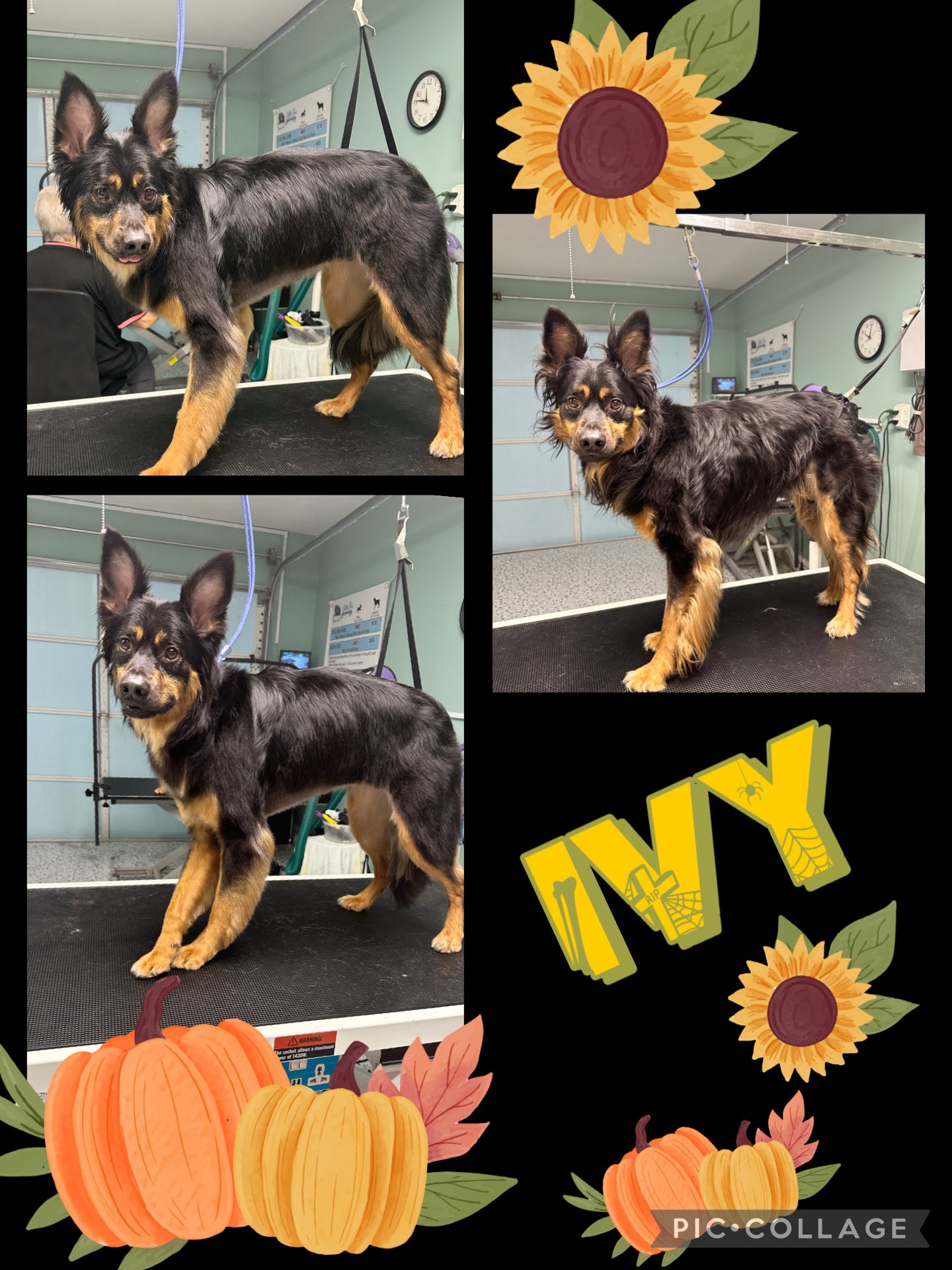 Little Elm Grooming Little Elm