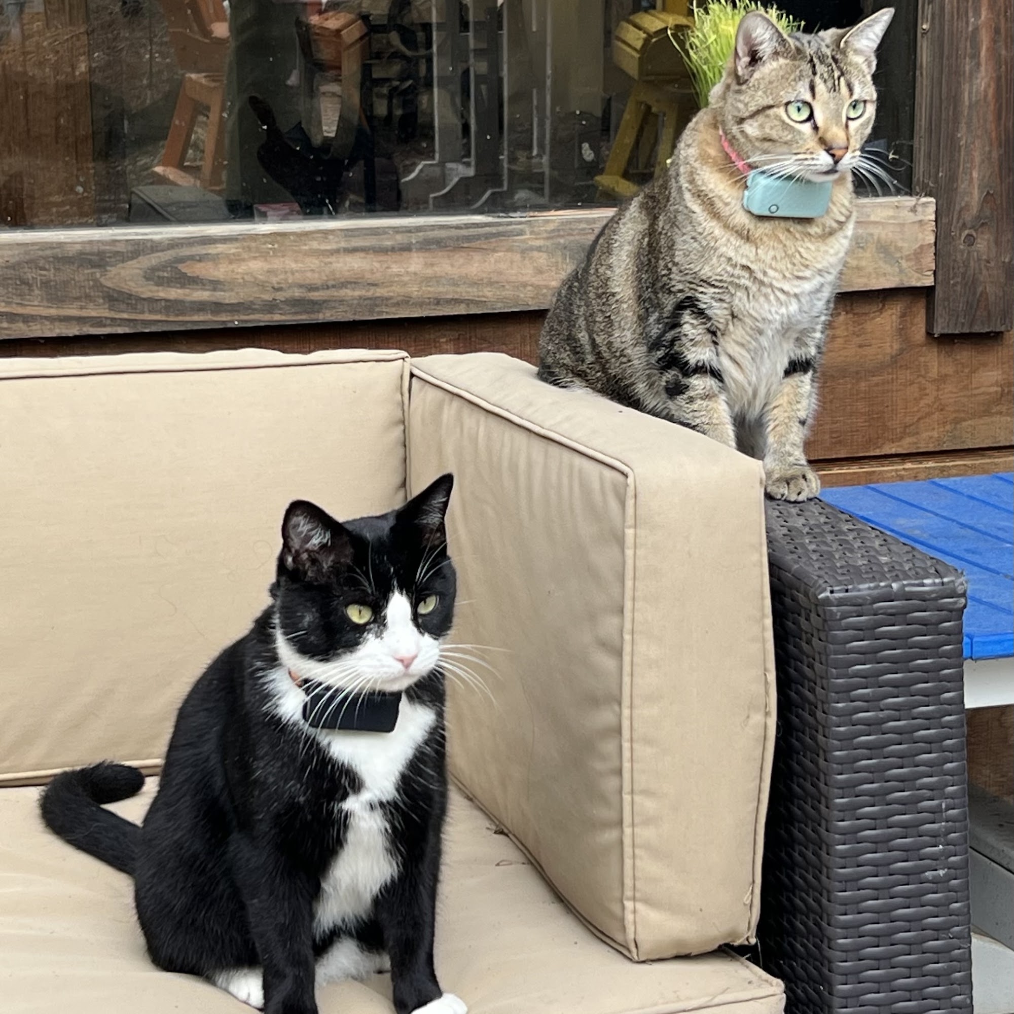 Livingston Animal Hospital Livingston