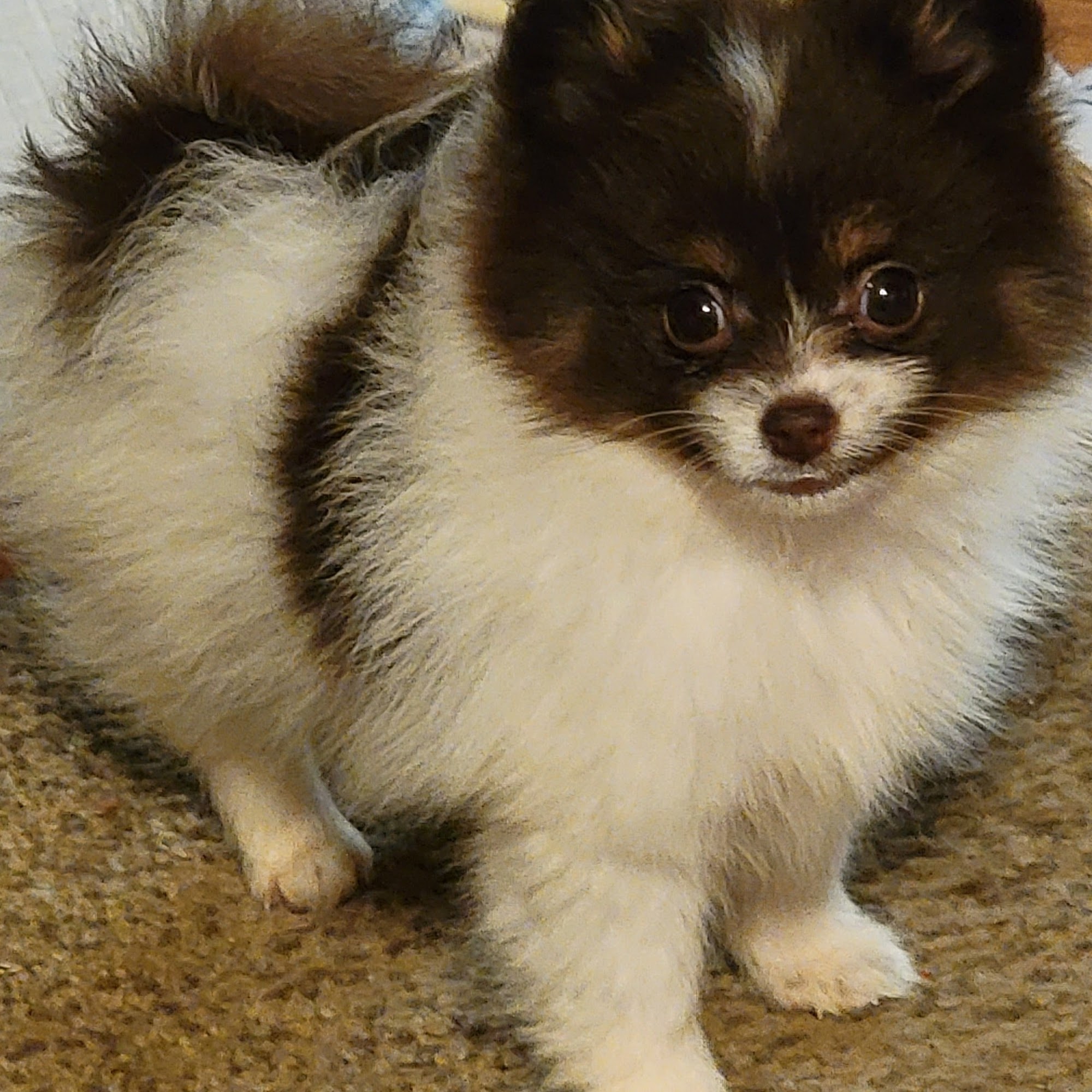 Livingston Animal Hospital PC: Robison Bud DVM Livingston