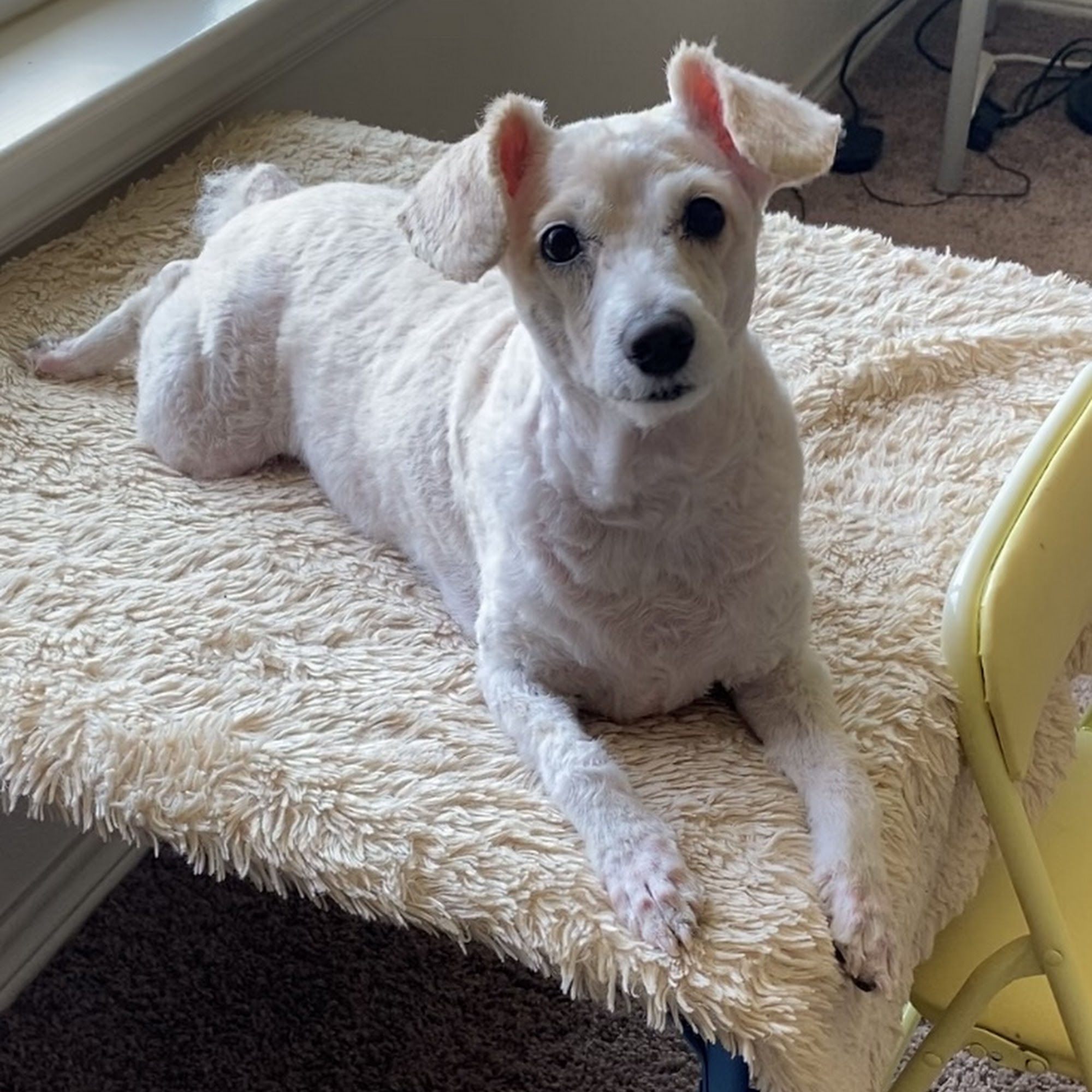 Llano Veterinary Clinic Llano