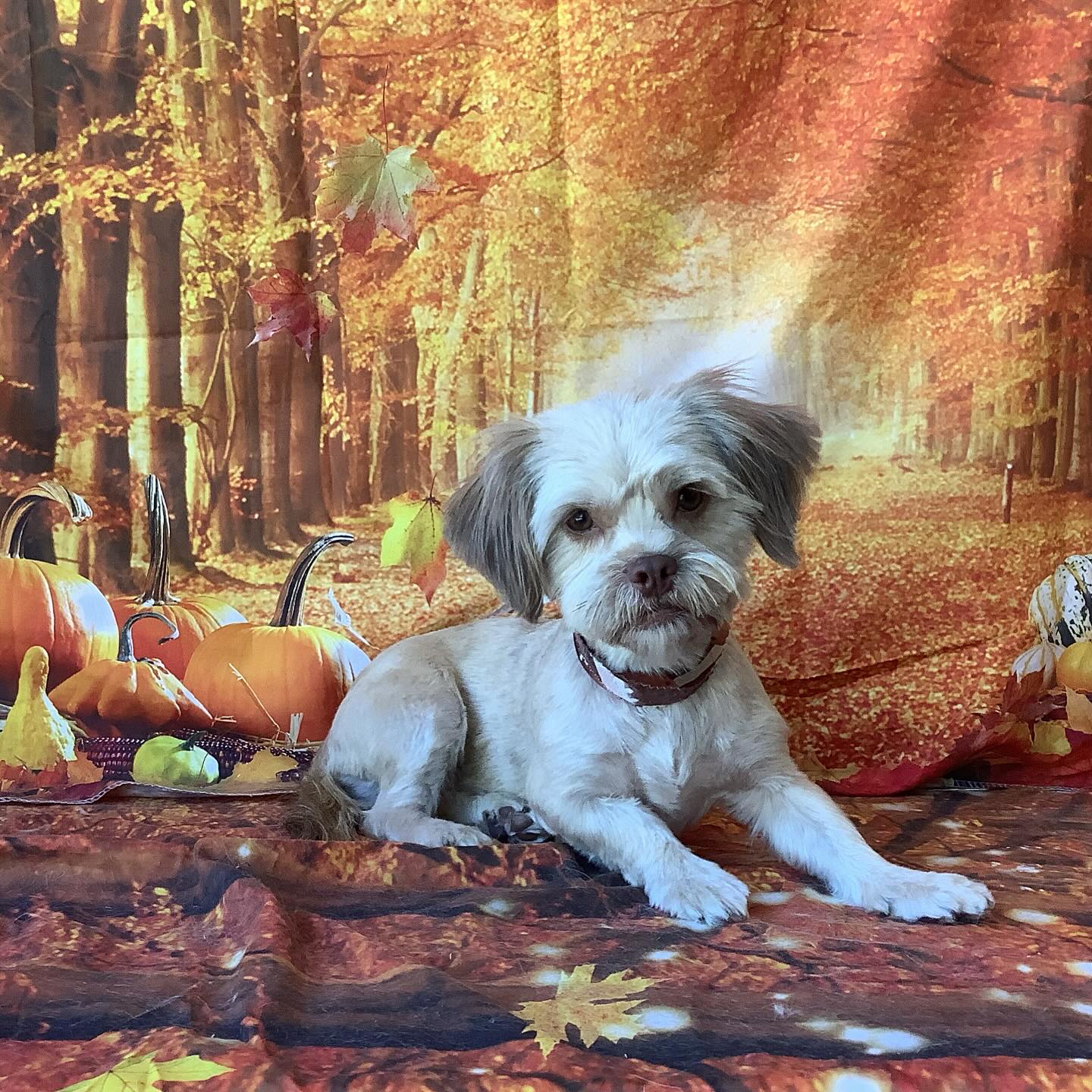 Lucky J's Dog Grooming Lockhart