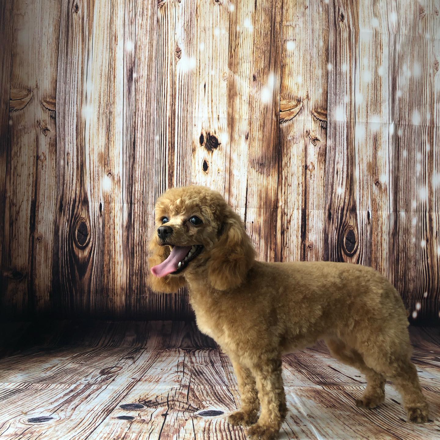 Lucky J's Dog Grooming Lockhart